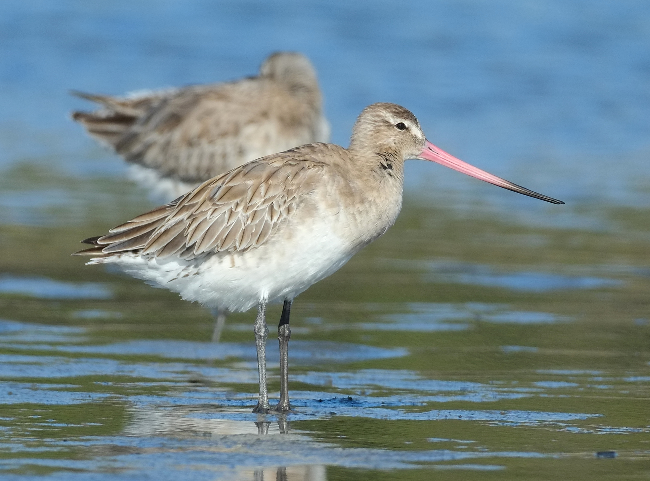Bar-tailed godwit standing in shallow water