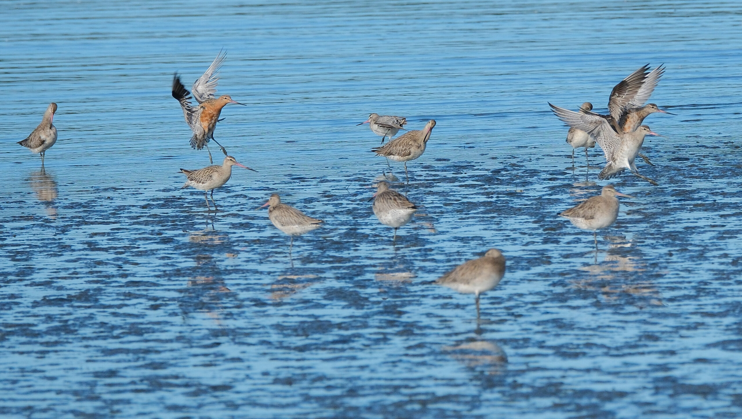 Bar-tailed godwits landing between ones standing in shallow water