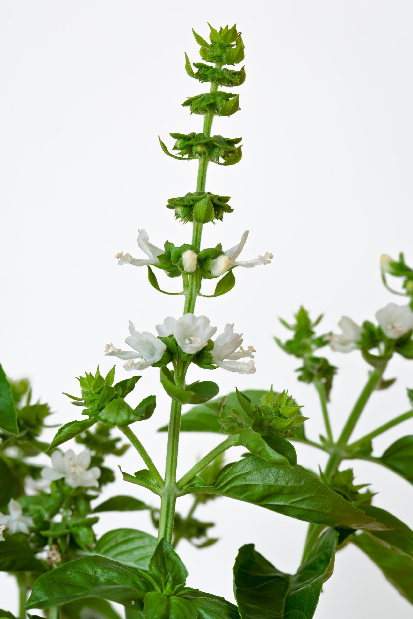 Basil Flowers