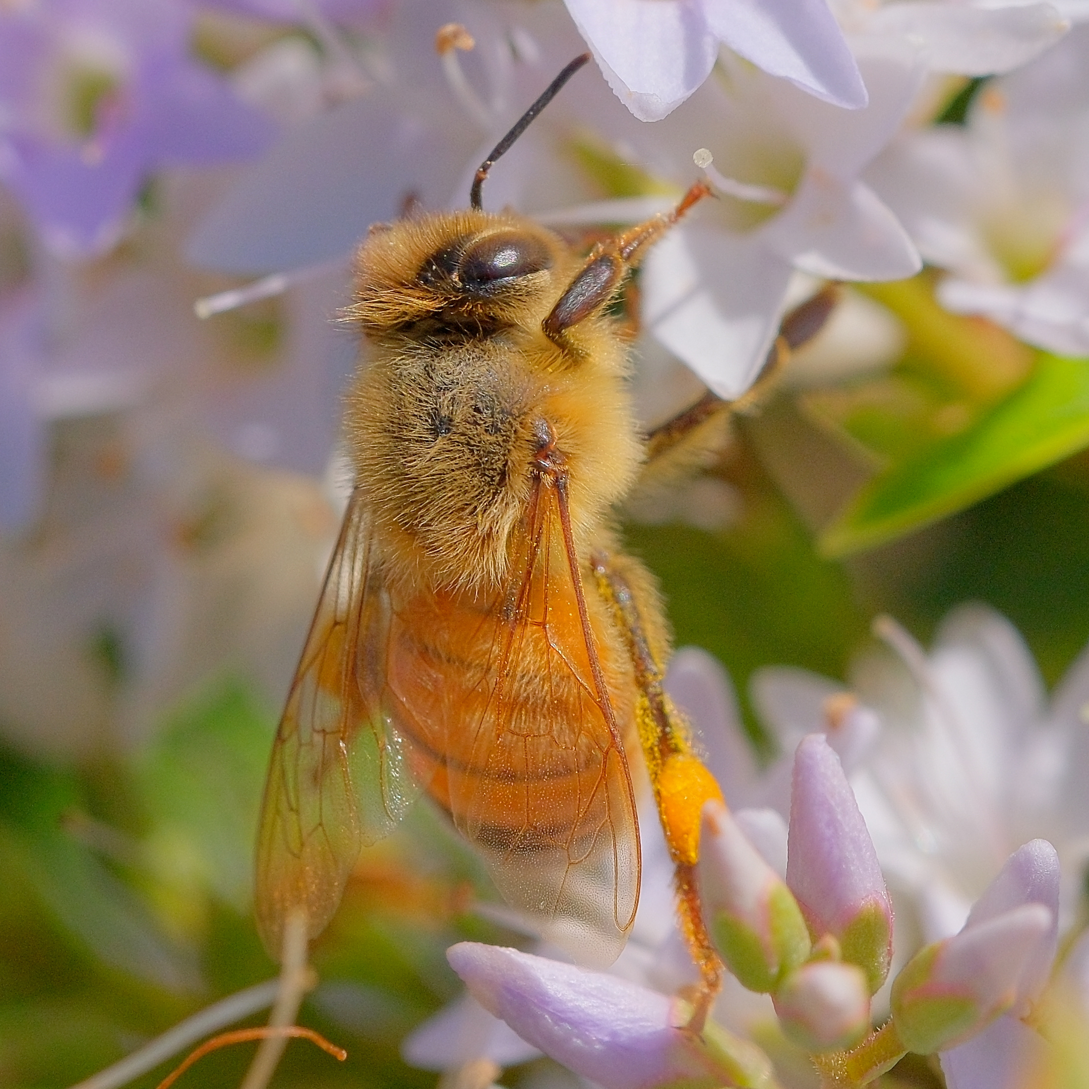 Bee dangling from hebe flower