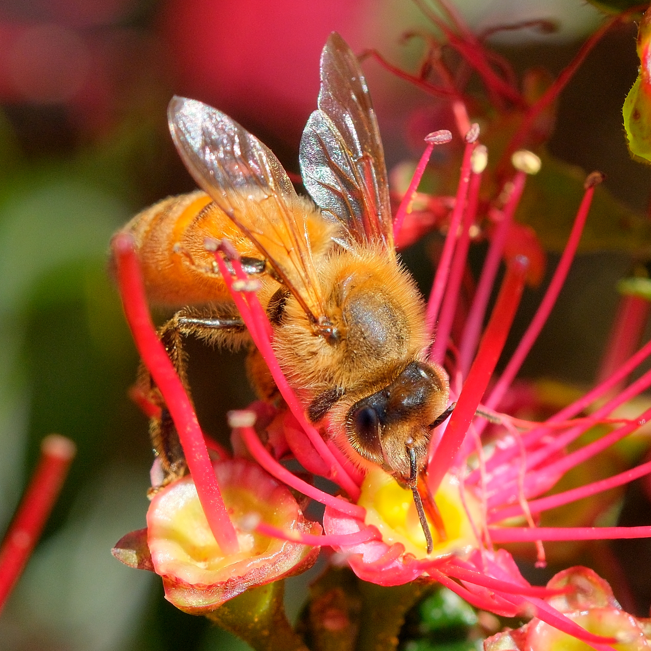 Bee drinking nectar from rata flower