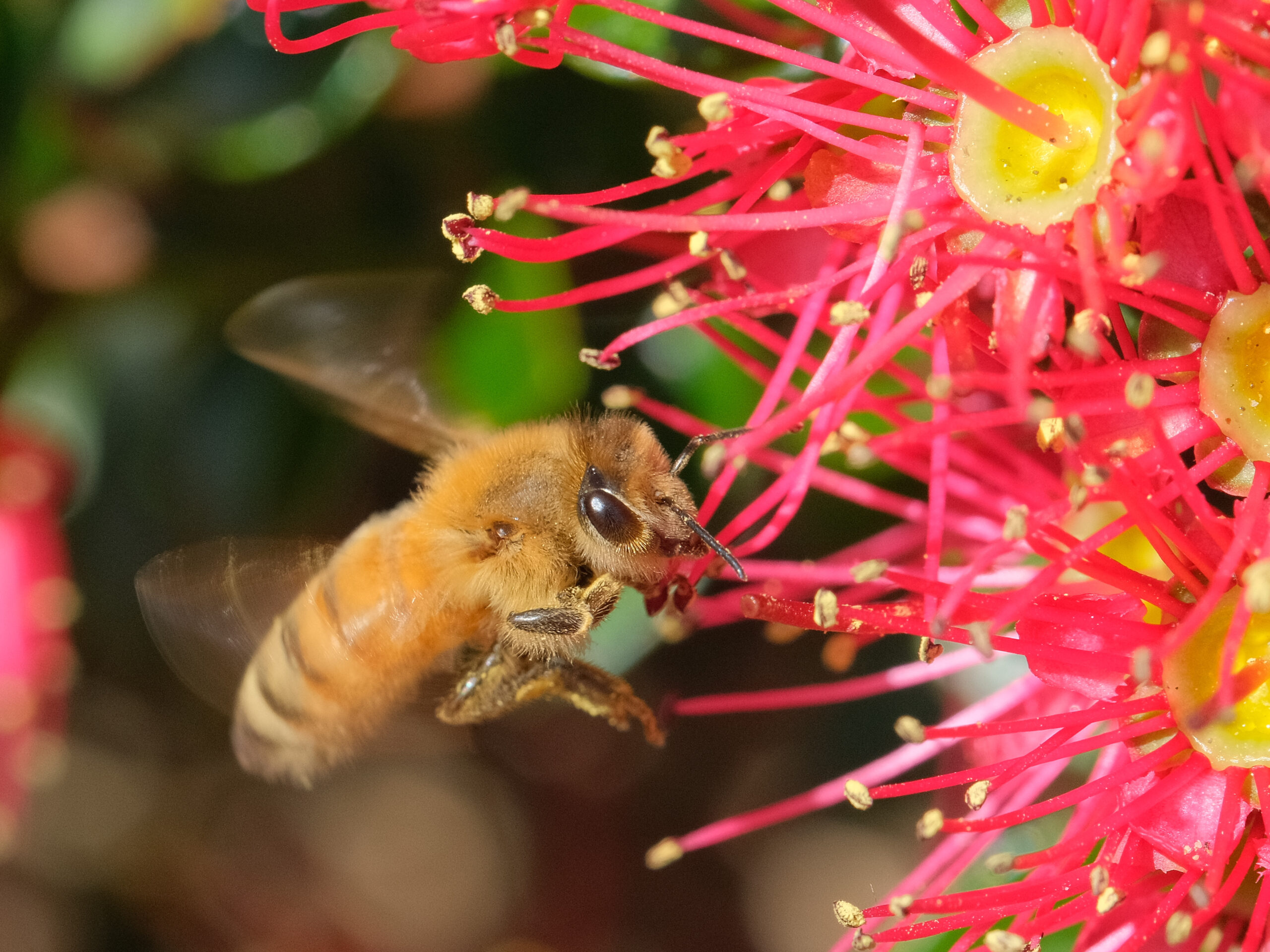 Bee flying towards rata flower