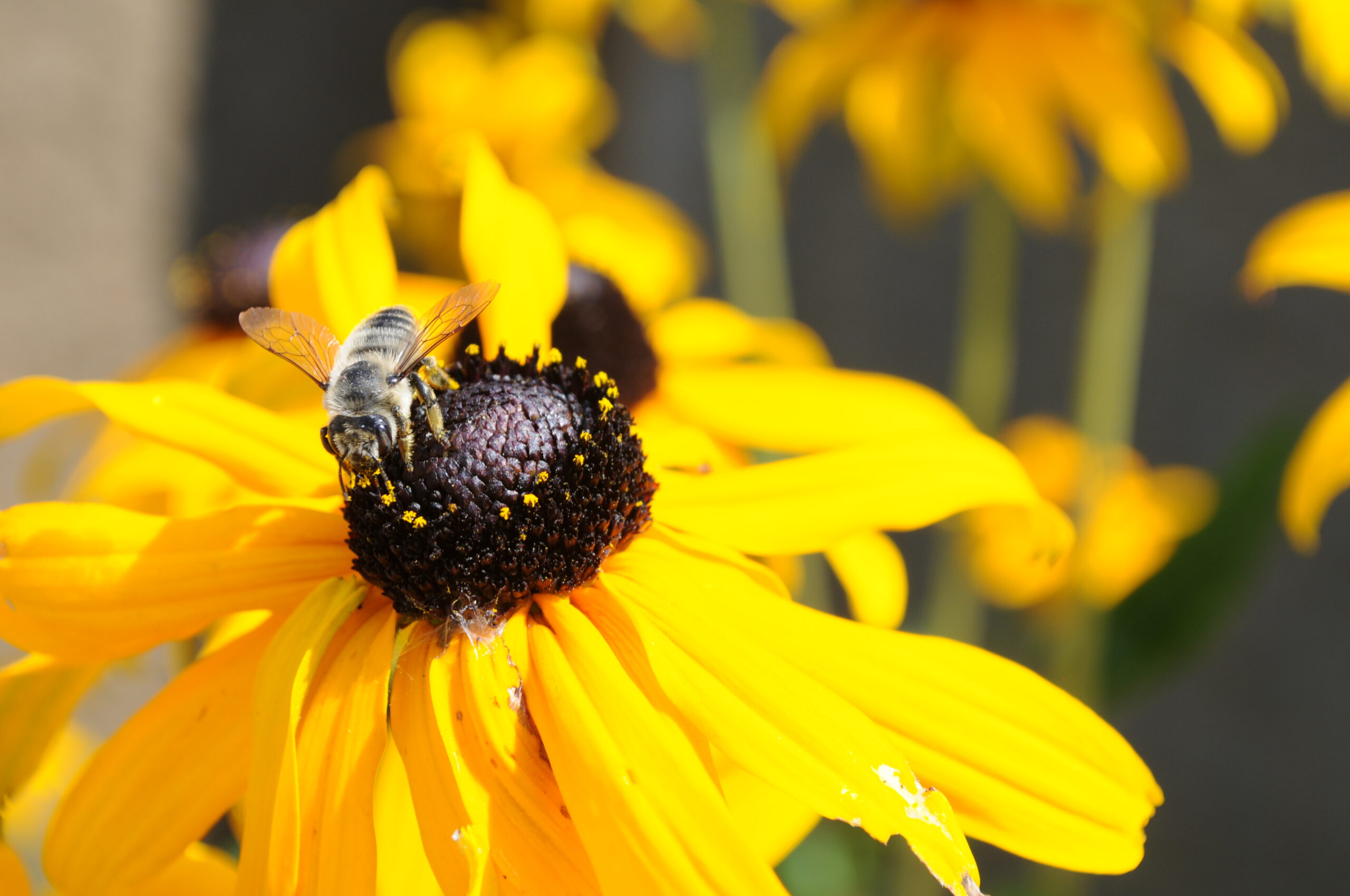 Bee on Rudbeckia hirta flower