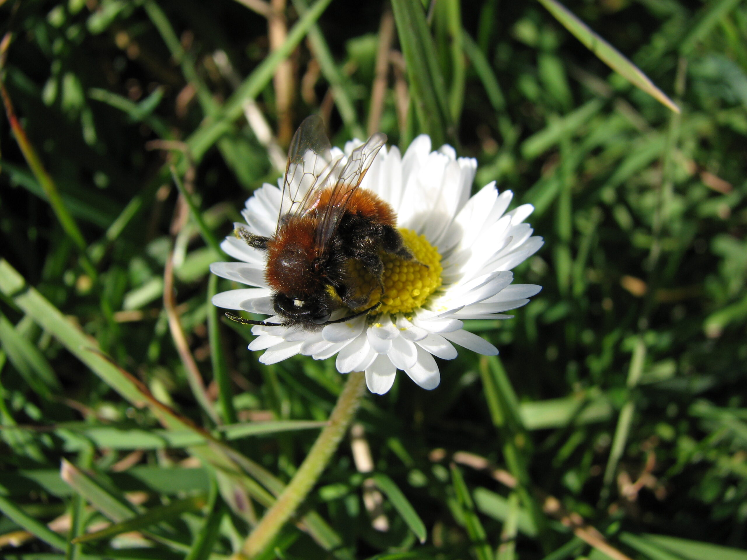 Bee on flower 2