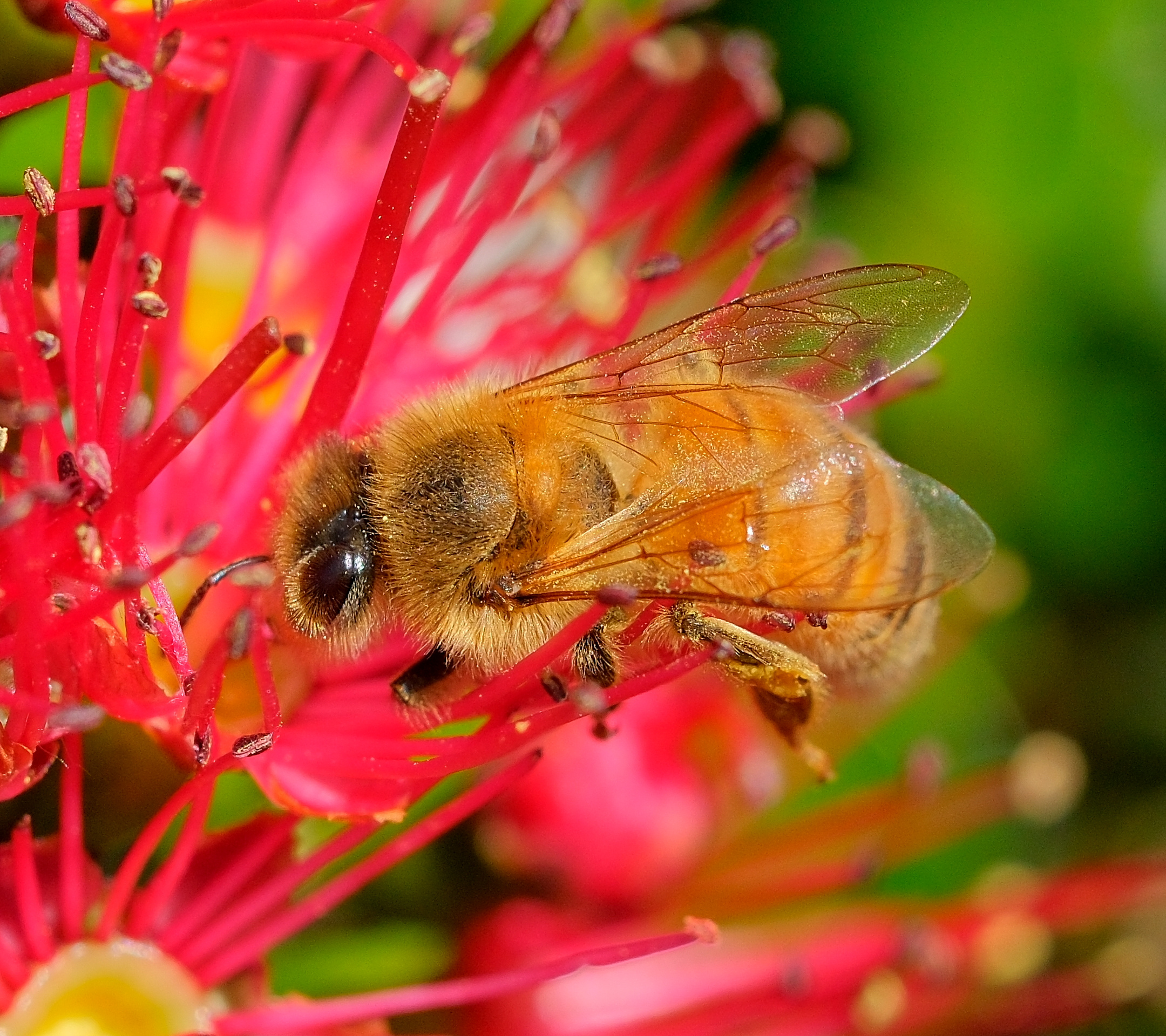 Bee on rata flower