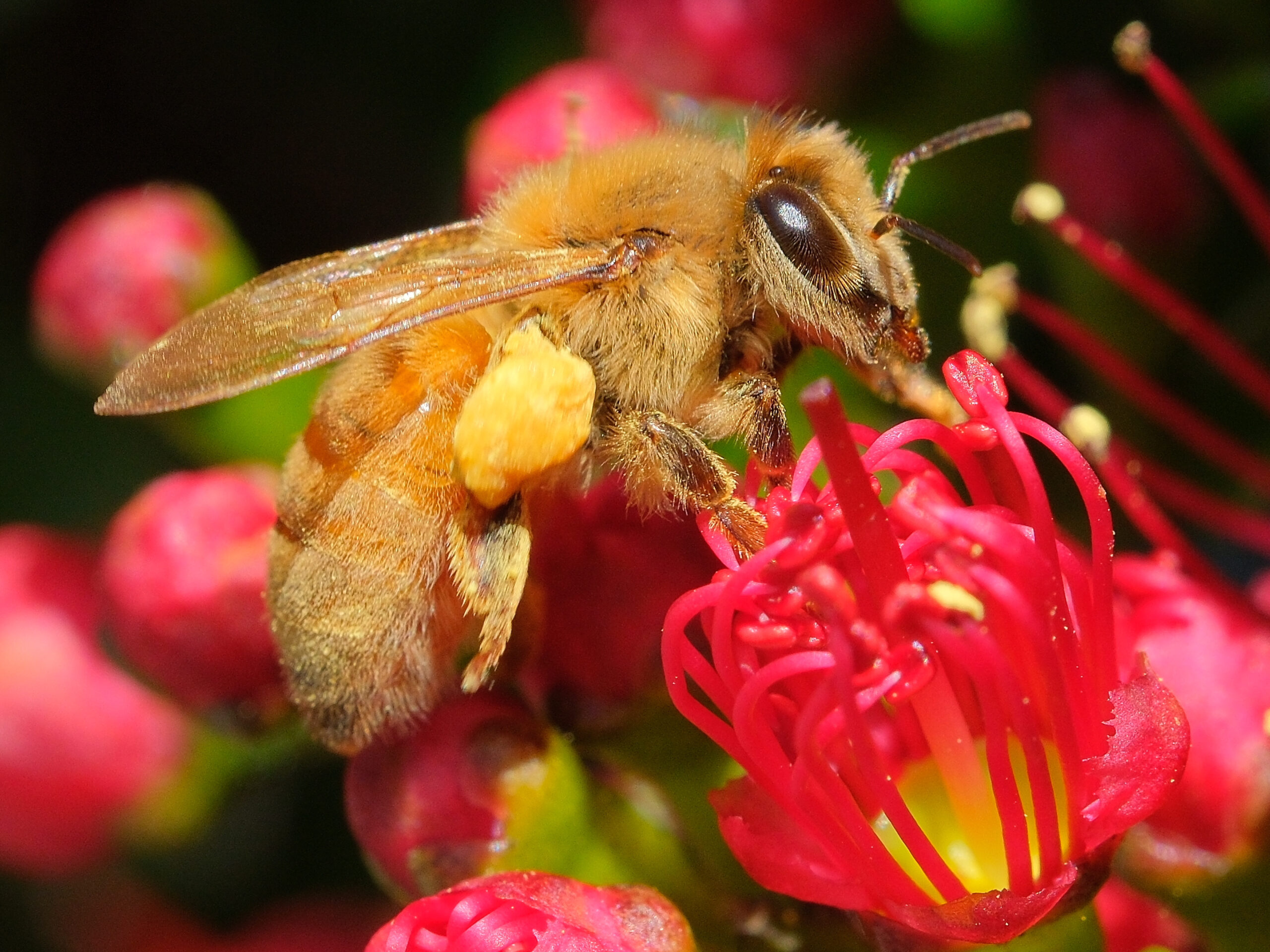 Bee on top of rata flower