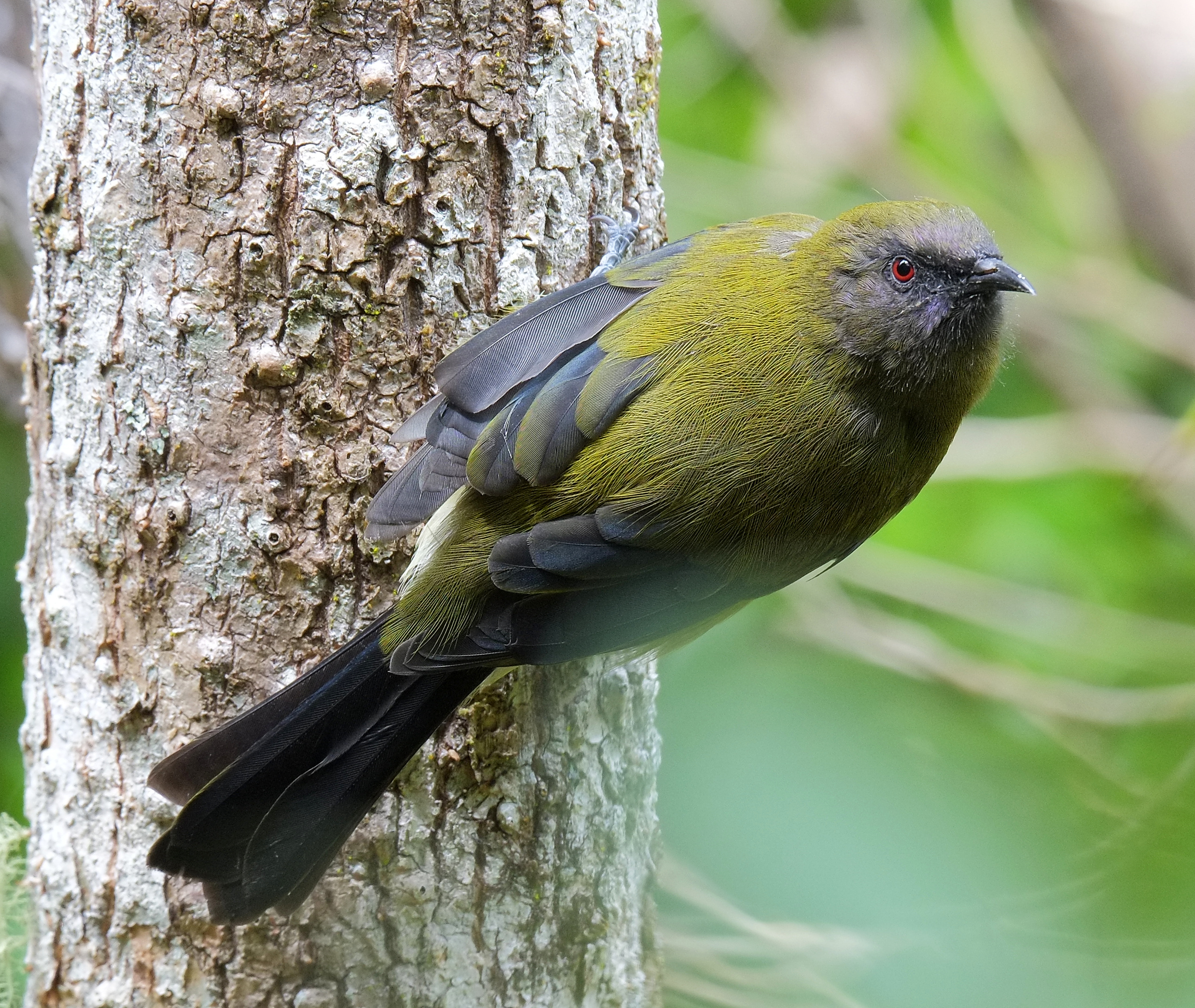 Bellbird clinging to tree trunk, looking (Tiritiri Matangi)