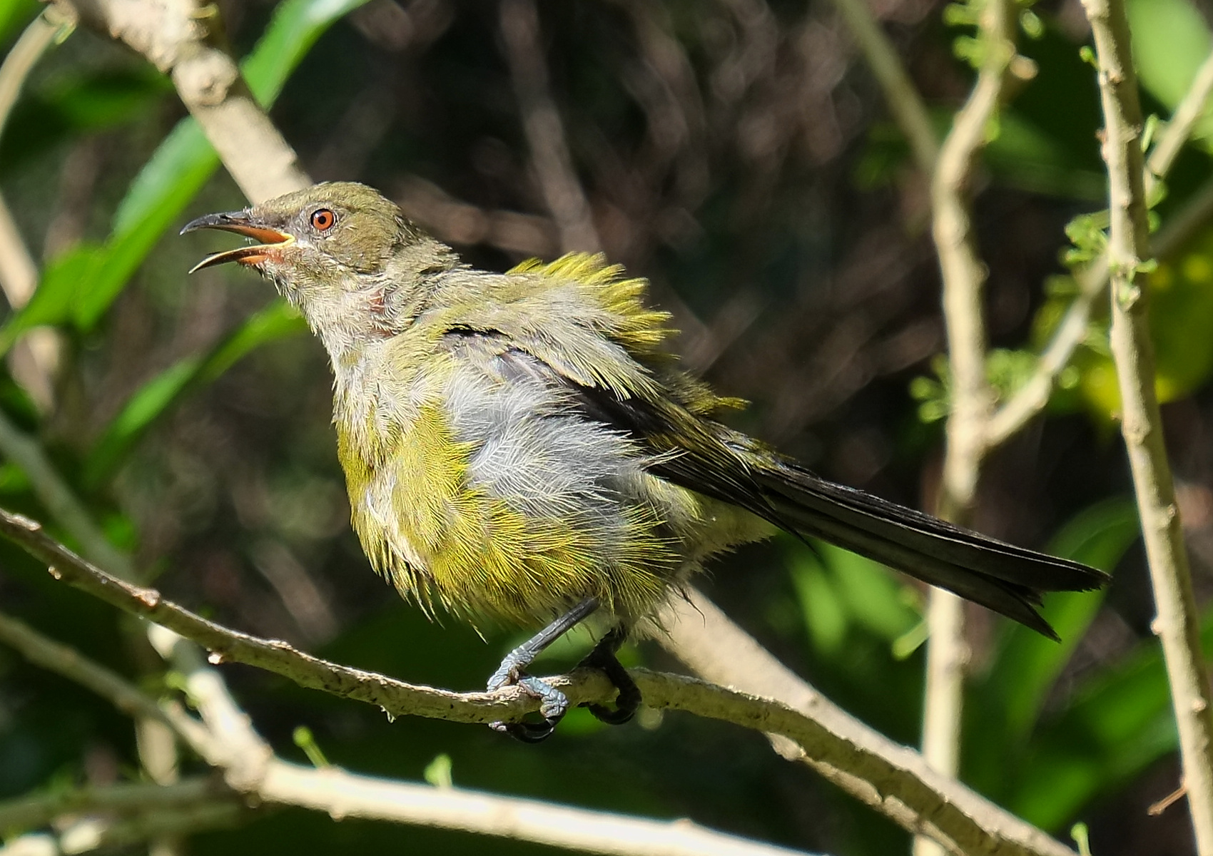 Bellbird singing in full sunlight (Tawharanui Open Sanctuary)