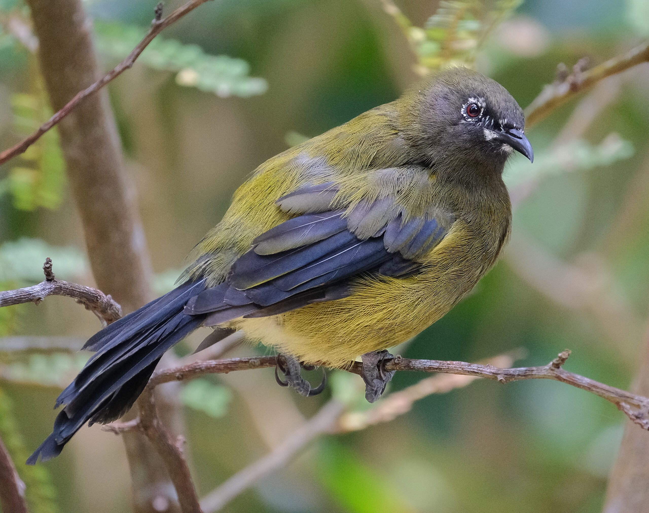Bellbird sitting on a twig (Tiritiri Matangi)