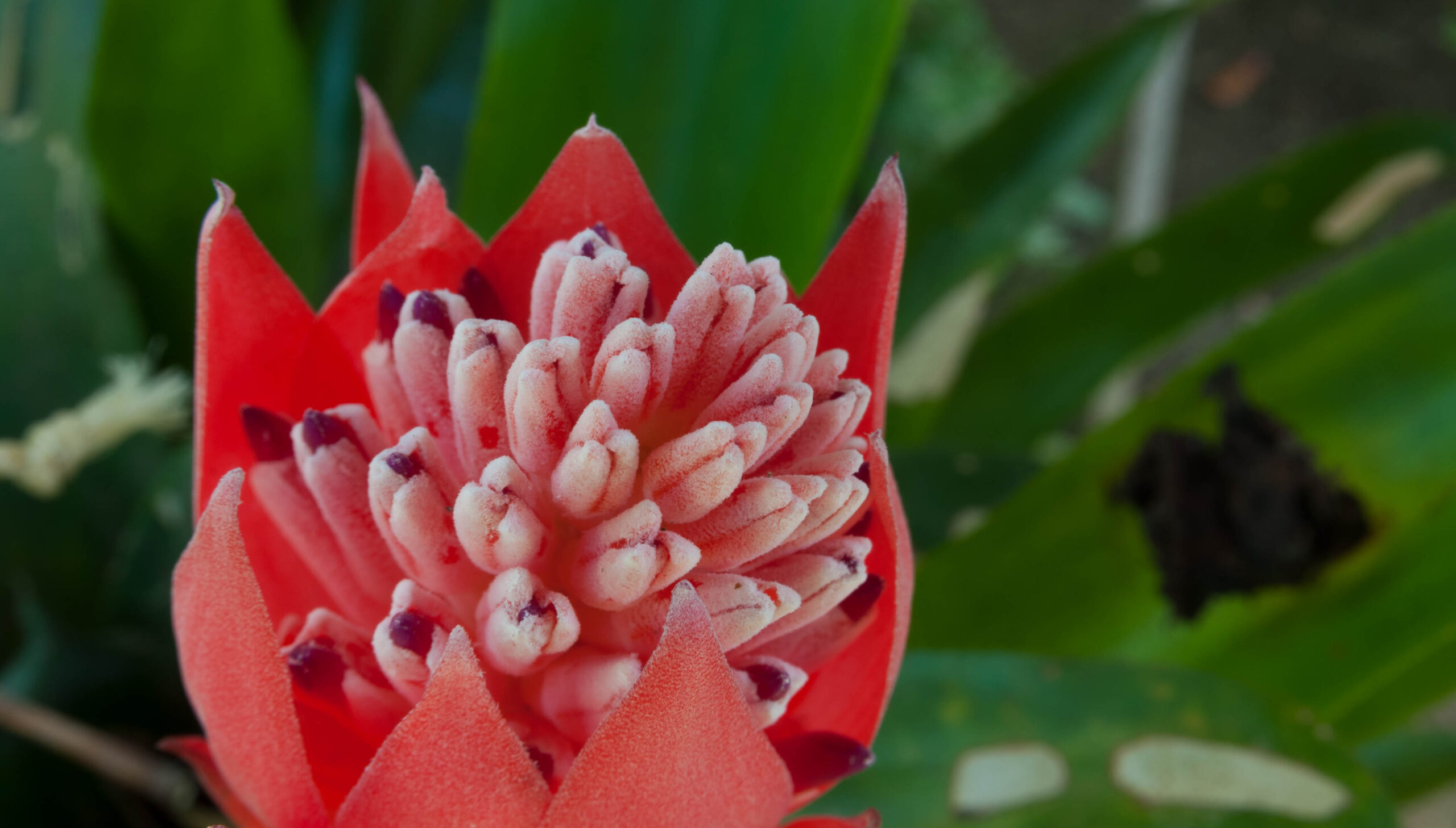 Billbergia pyramidalis flower 2