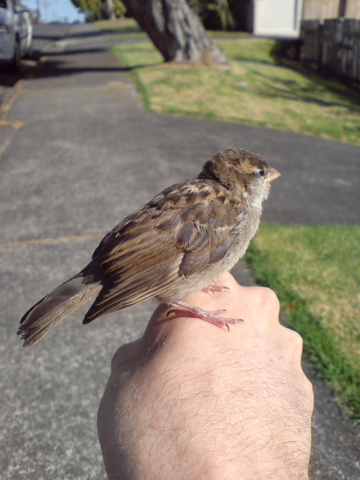 Bird Sitting On Outstretched Hand