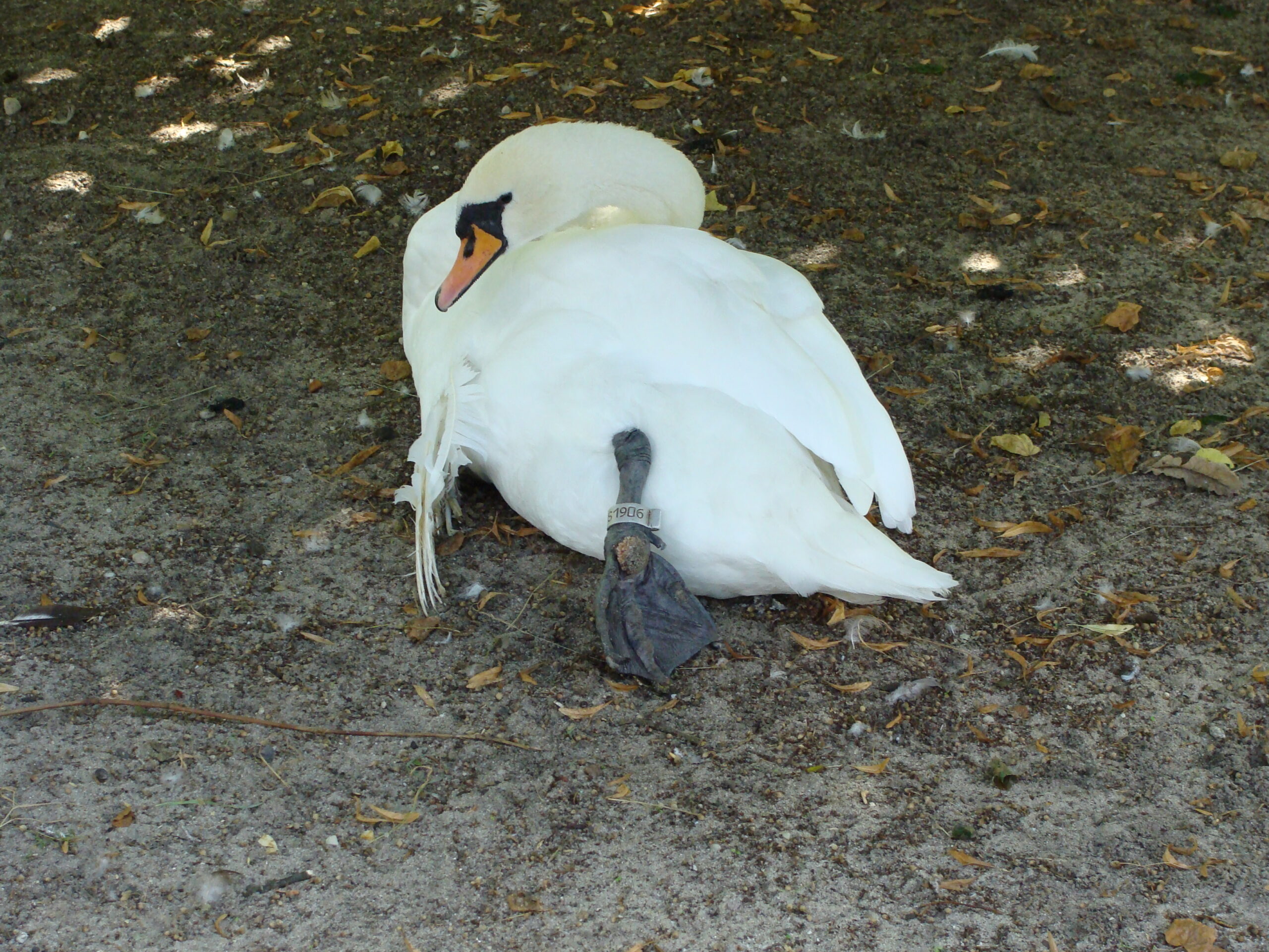Bird ringing Cygnus olor
