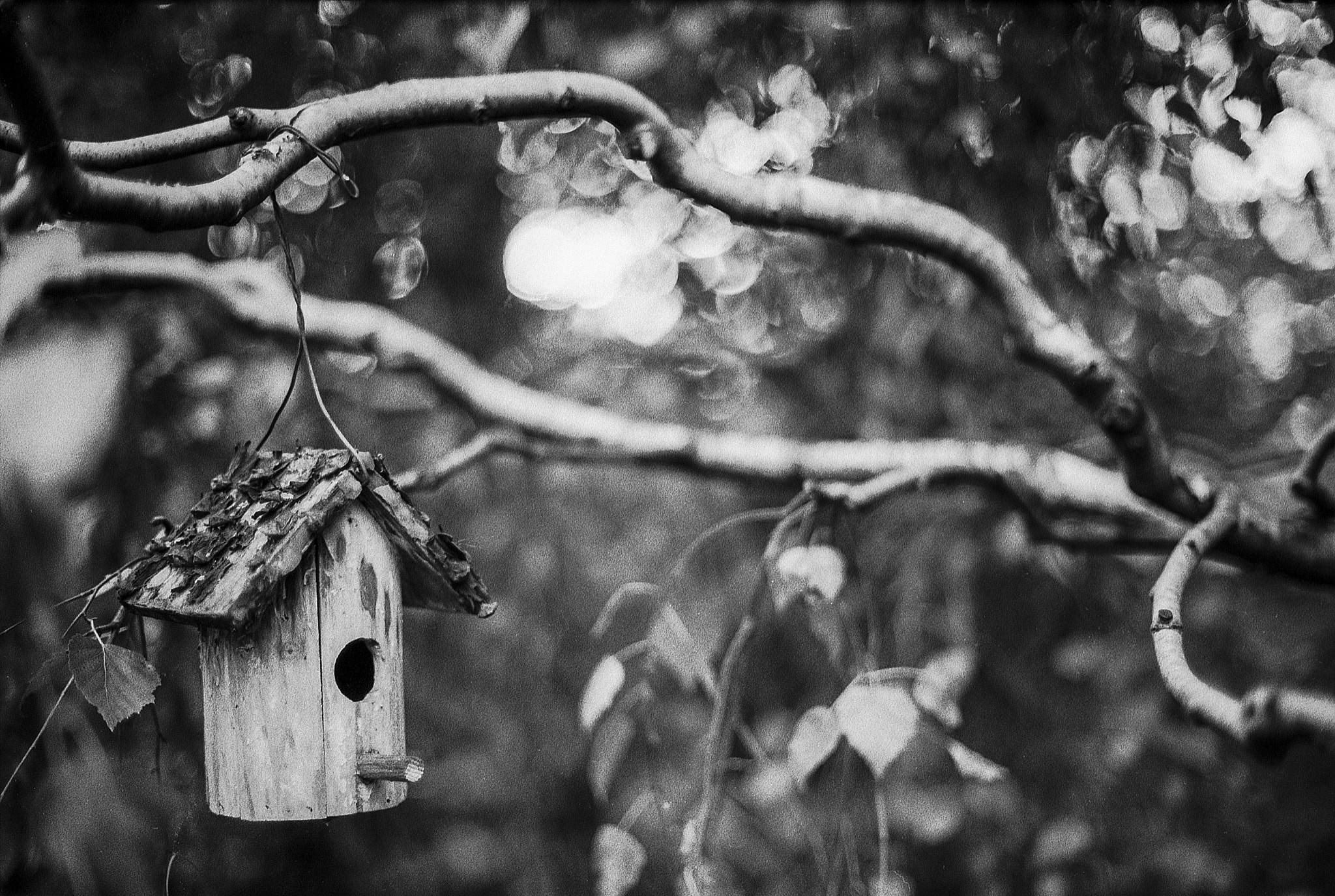 Birdhouse Madárház (174860337)