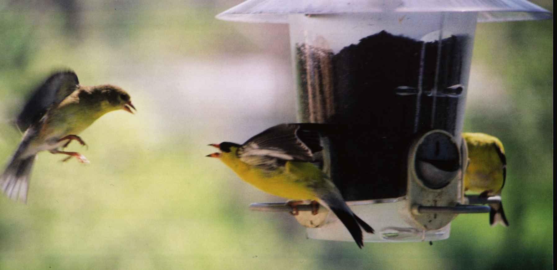Birds0010