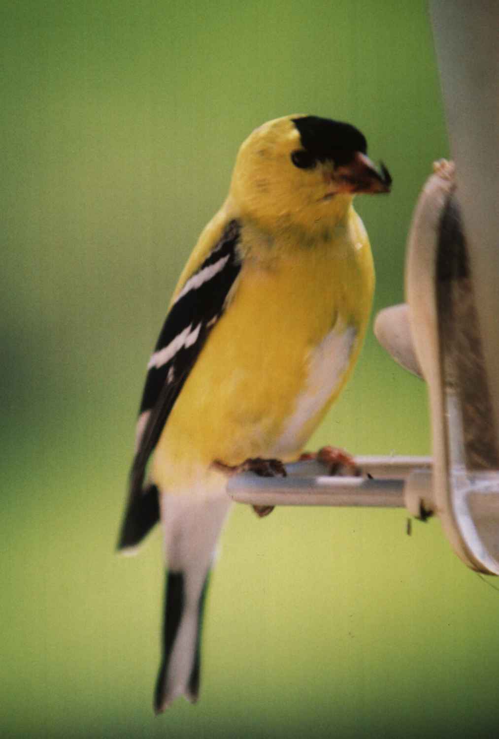 Birds0017
