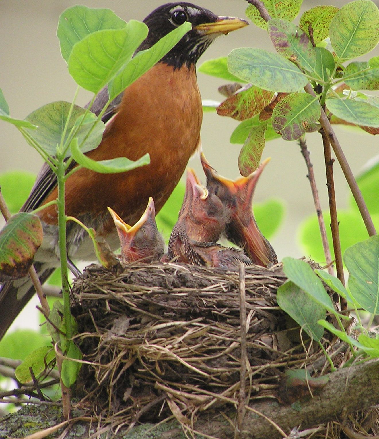 Birds 061510 G1
