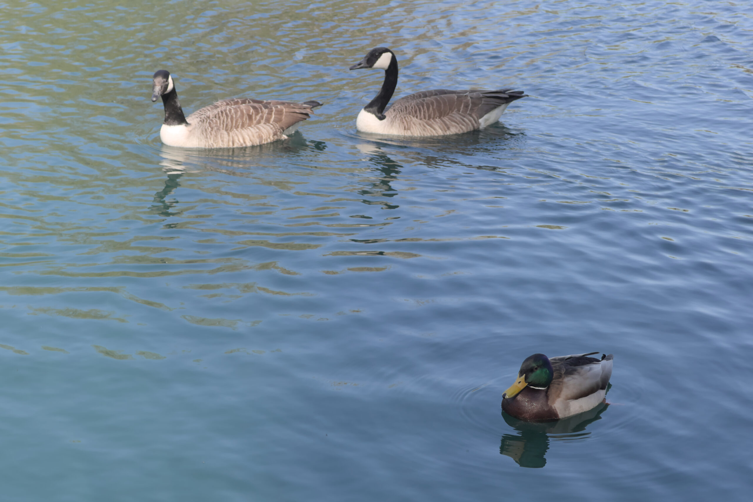 Birds at Alvaston Park (3) - 23 April 2026