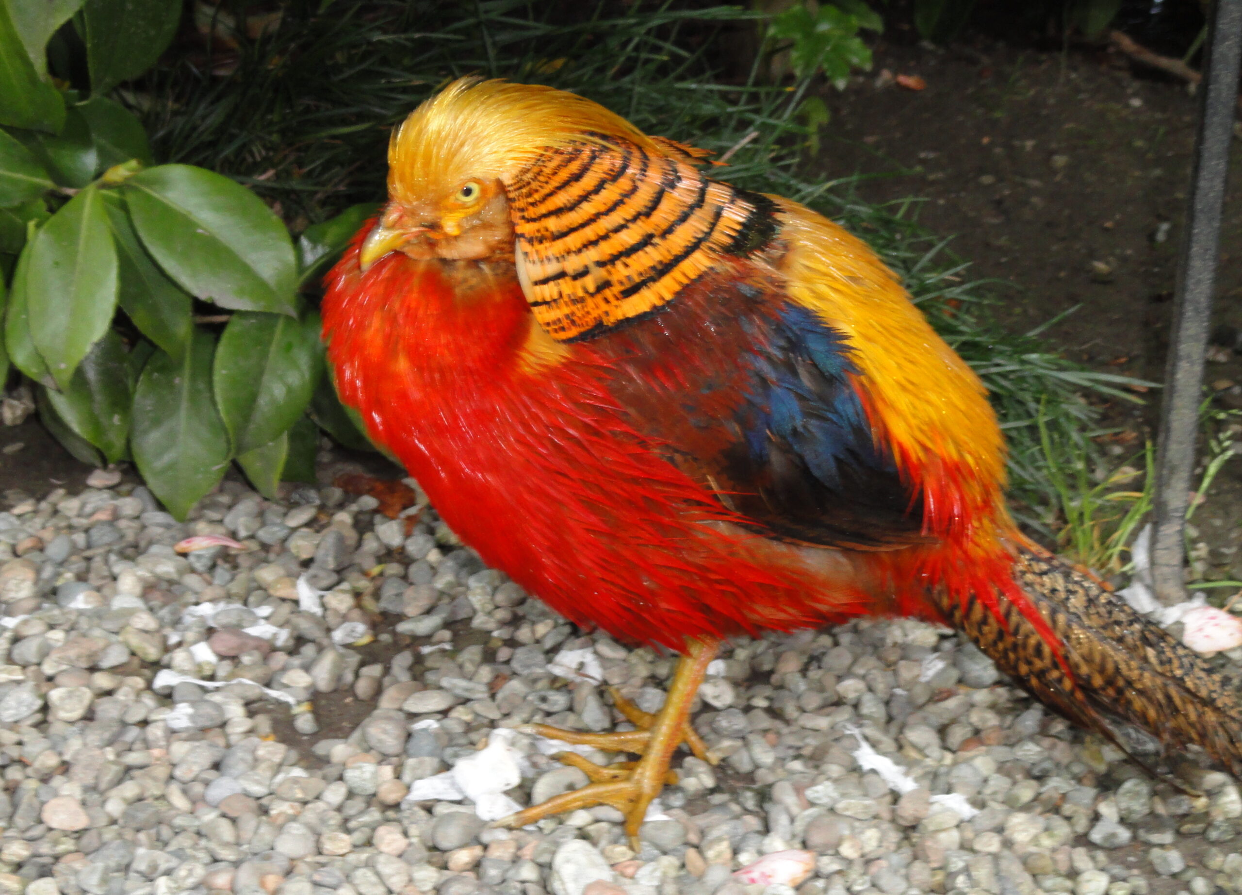 Birds of Isola Madre (Stresa) - DSC03301