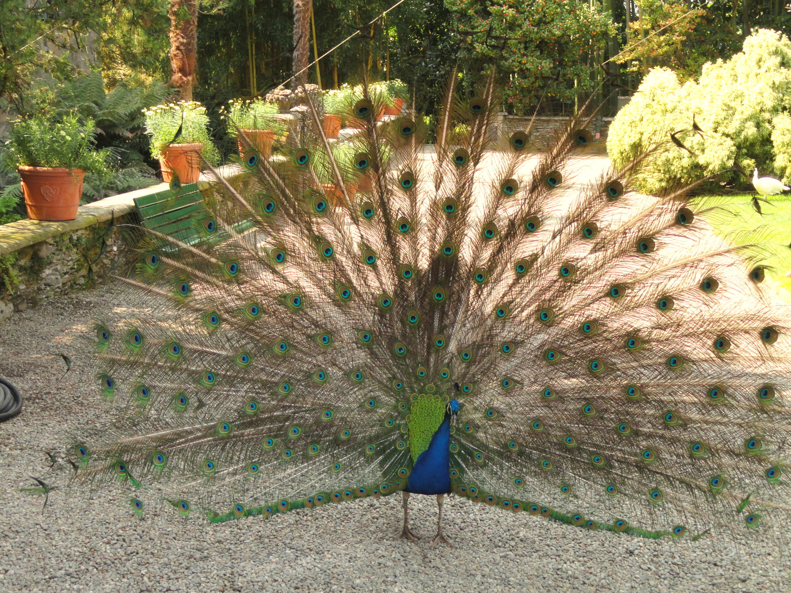Birds of Isola Madre (Stresa) - DSC03392