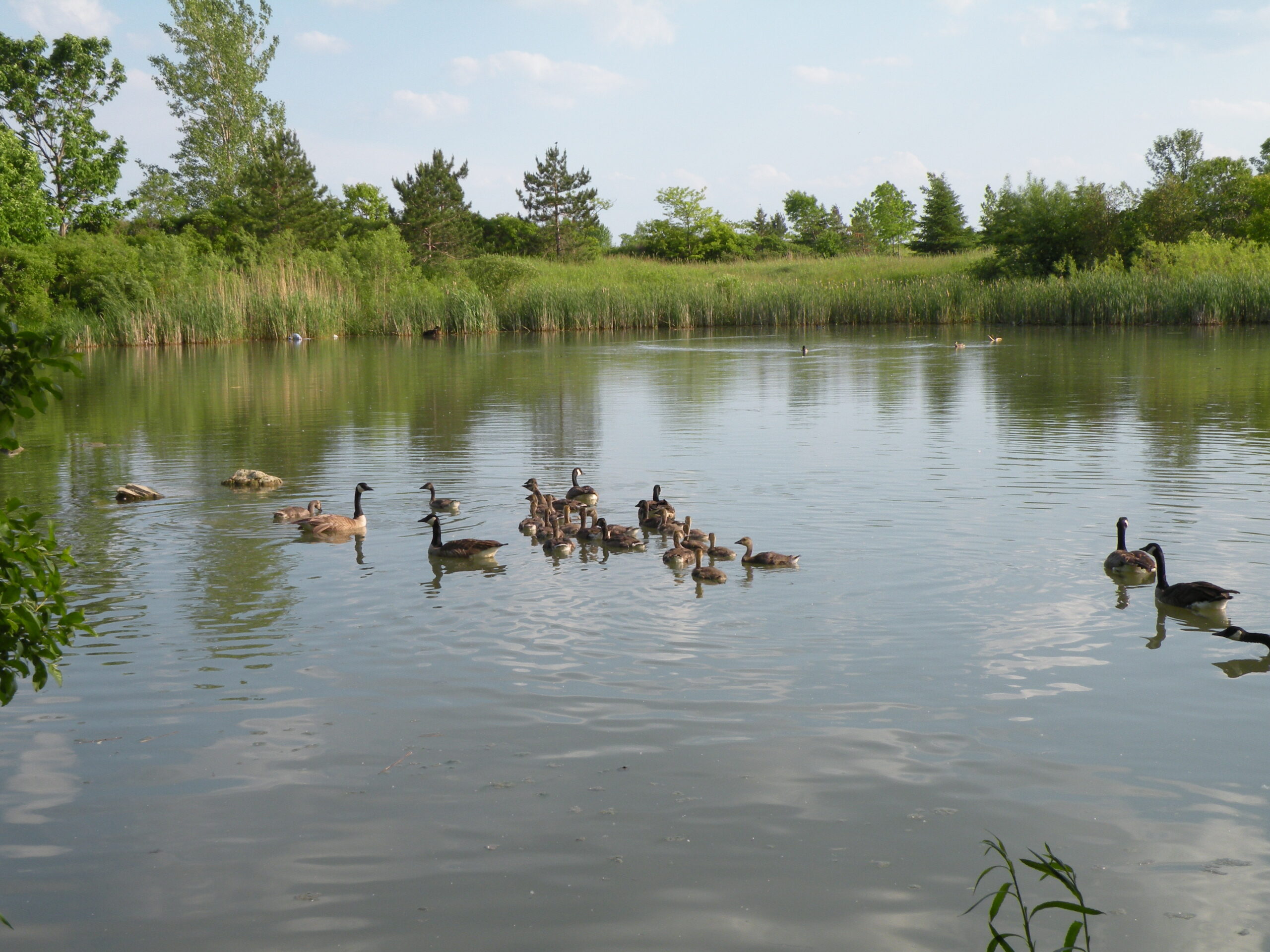 BirdwatchingInColonelSamuelSmithPark