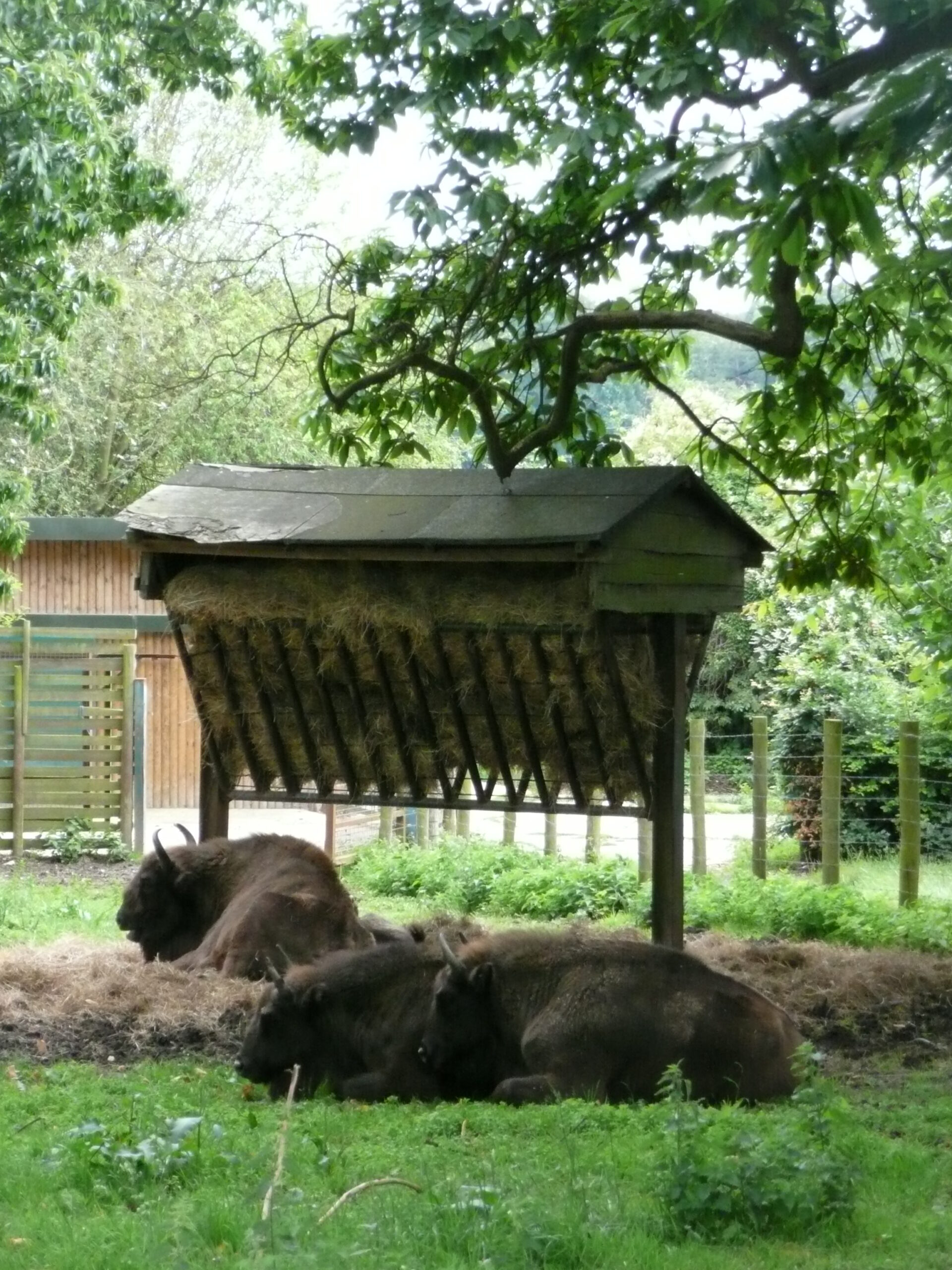 Bison bonasus in Howletts Wild Animal Park 3