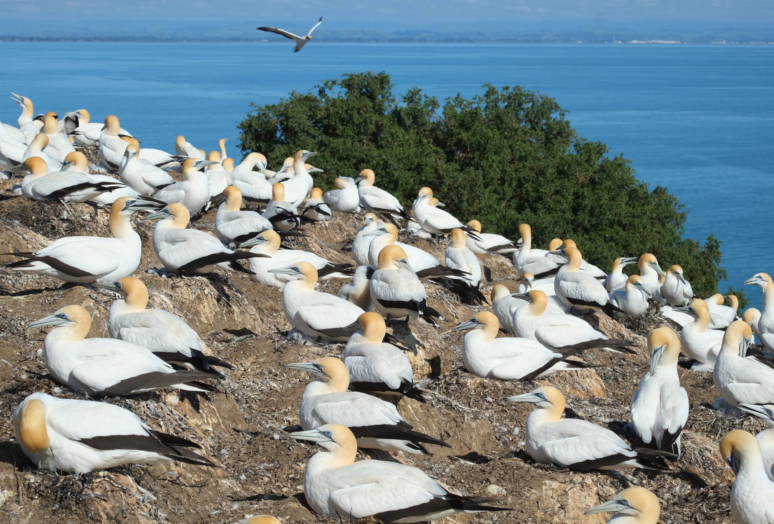 Black Reef gannet colony