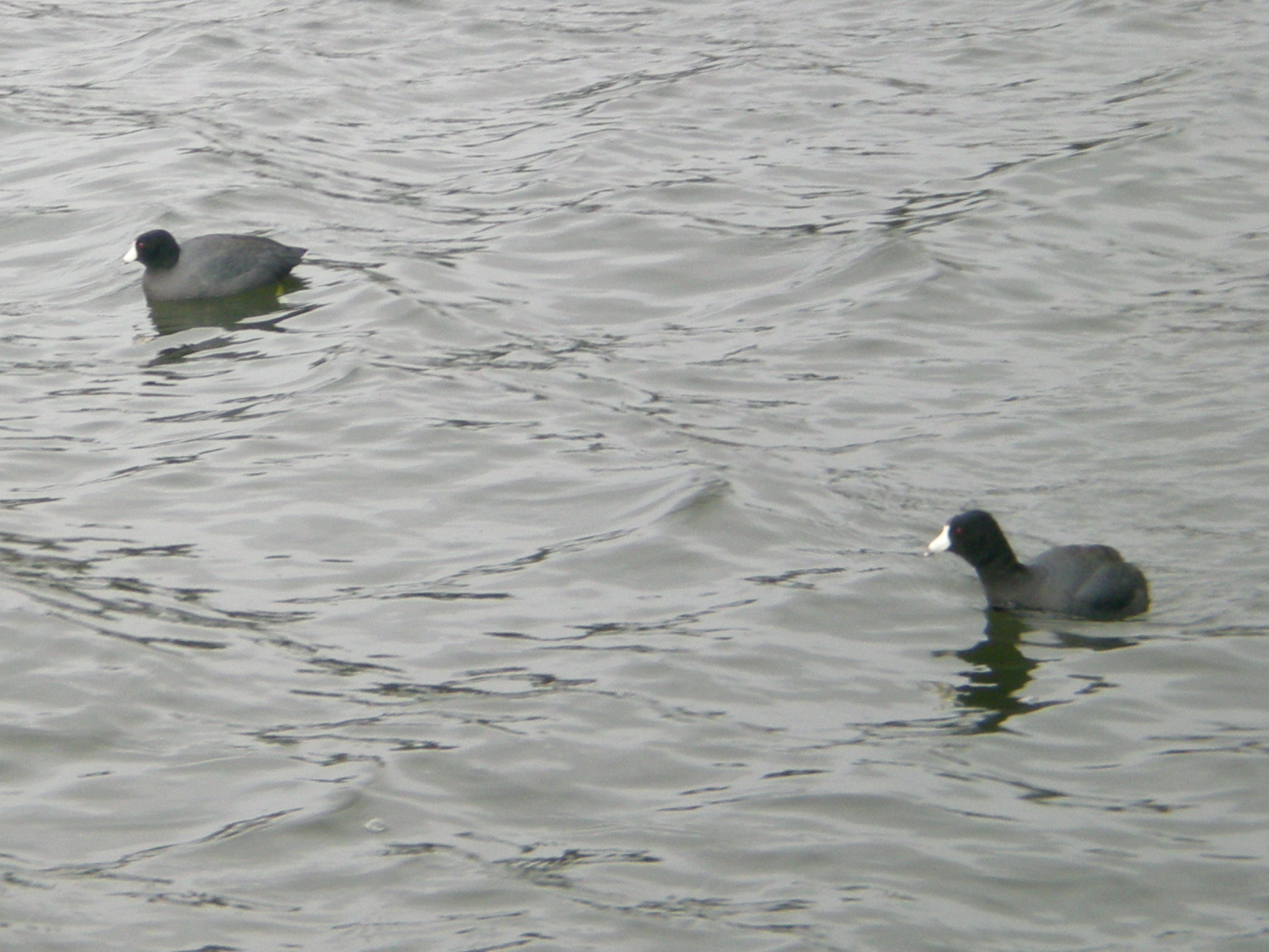 Black ducks 001