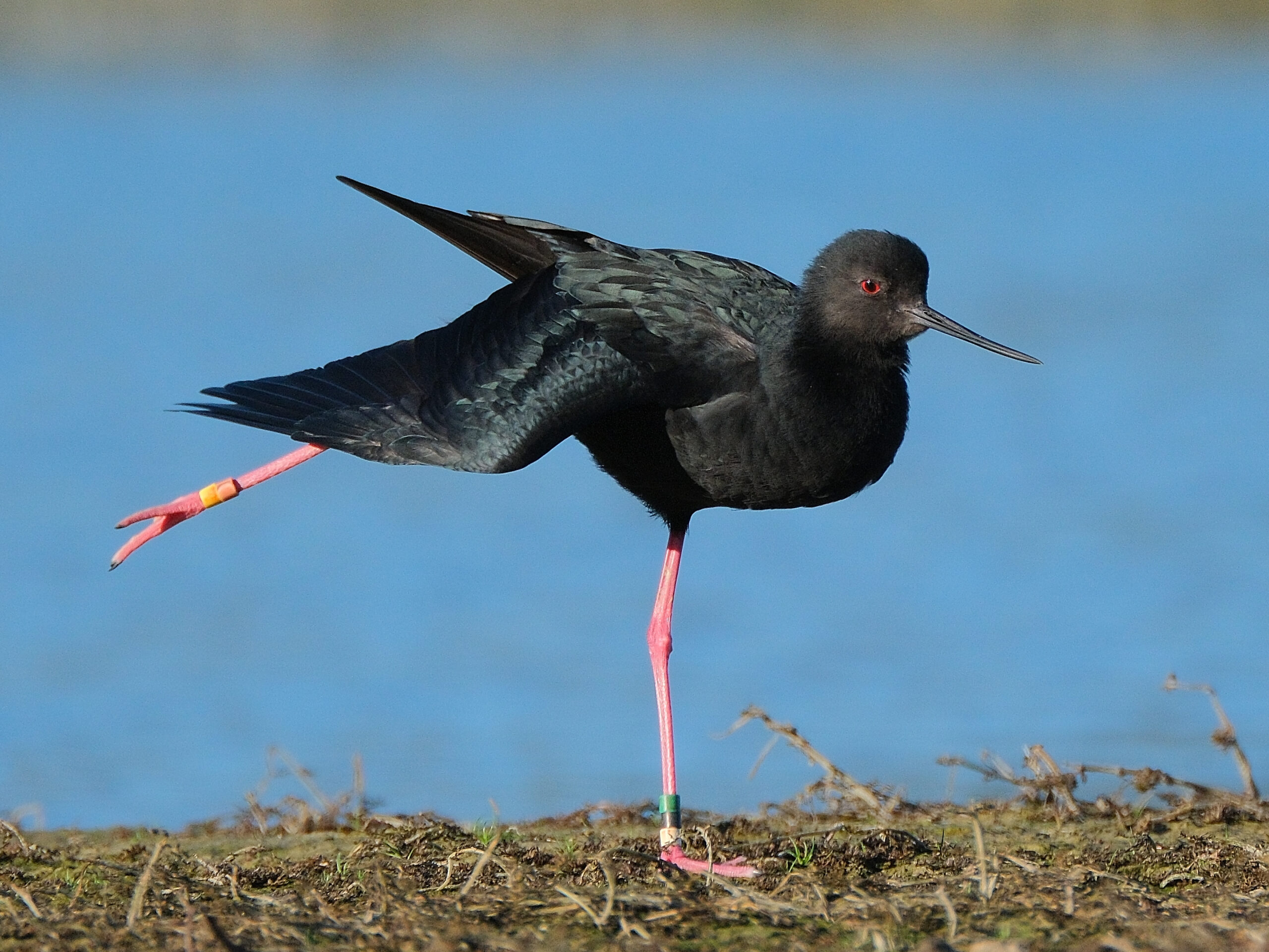 Black stilt kaki stretching its leg