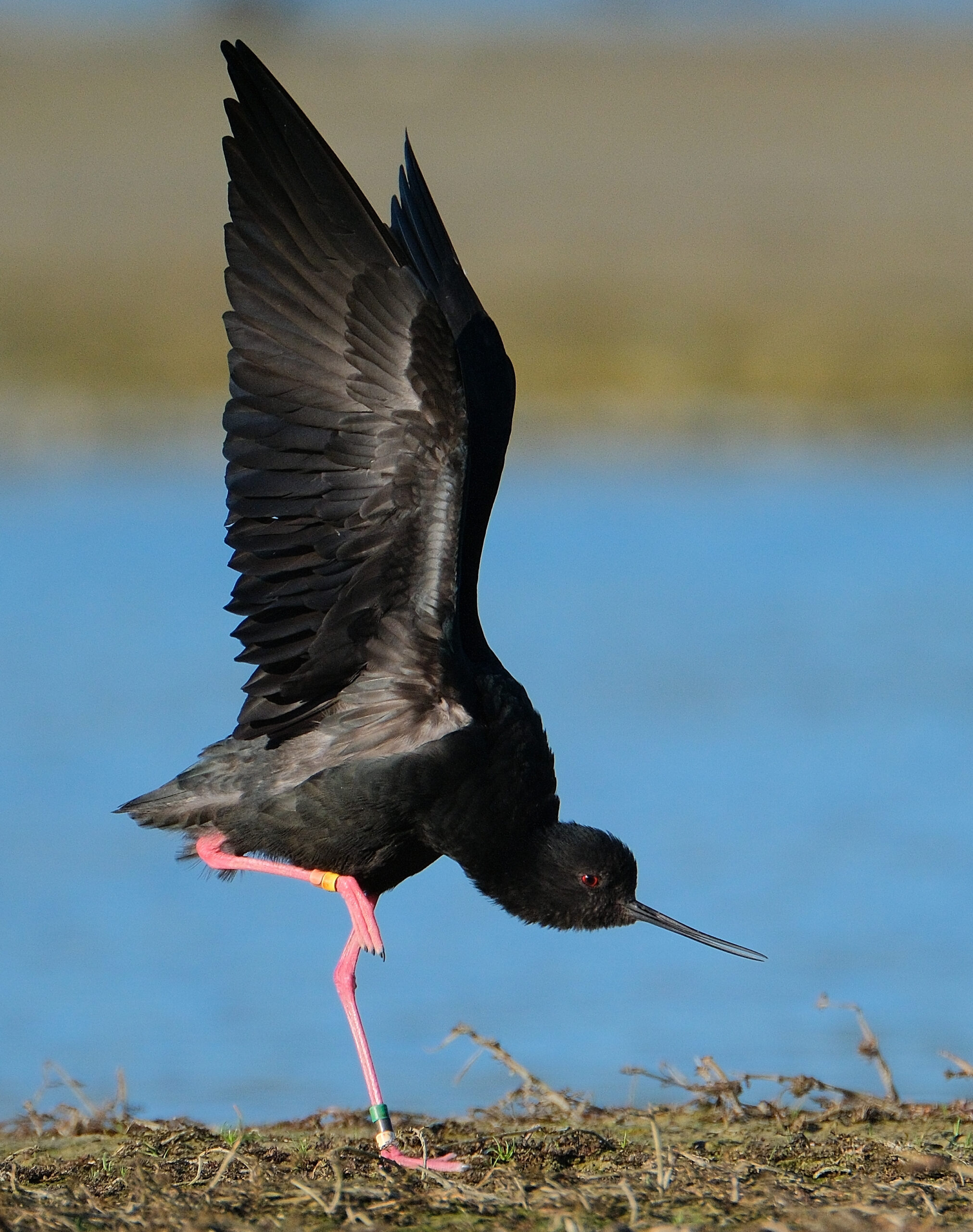 Black stilt kaki stretching its wings and back