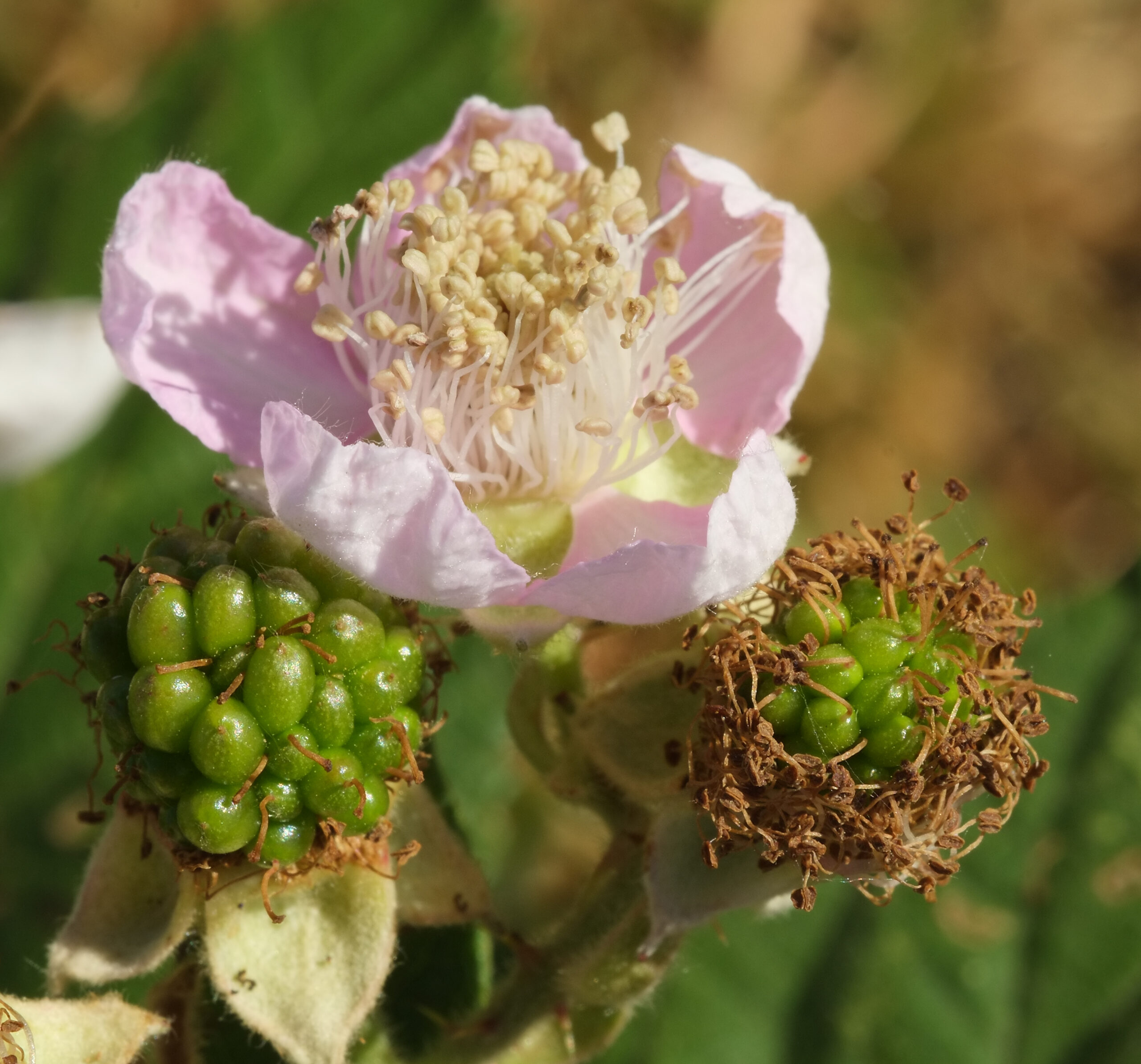 Blackberry flower and developing unripe berries