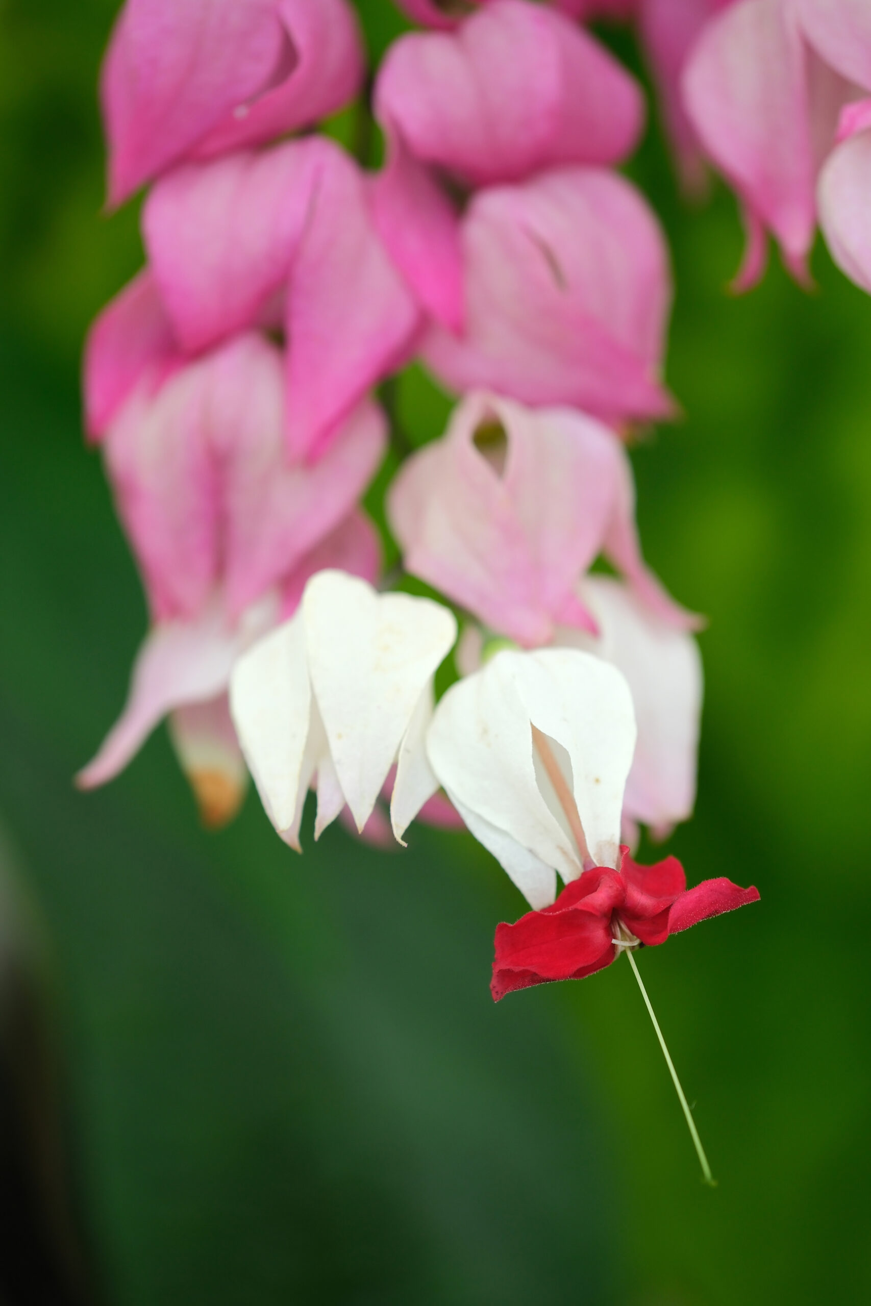 Bleeding Glory-Bower (Clerodendrum thomsoniae) flower