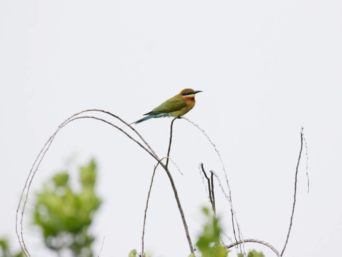Blue-tailed Bee-eater at Chennai, Tamil Nadu, India (182753539)