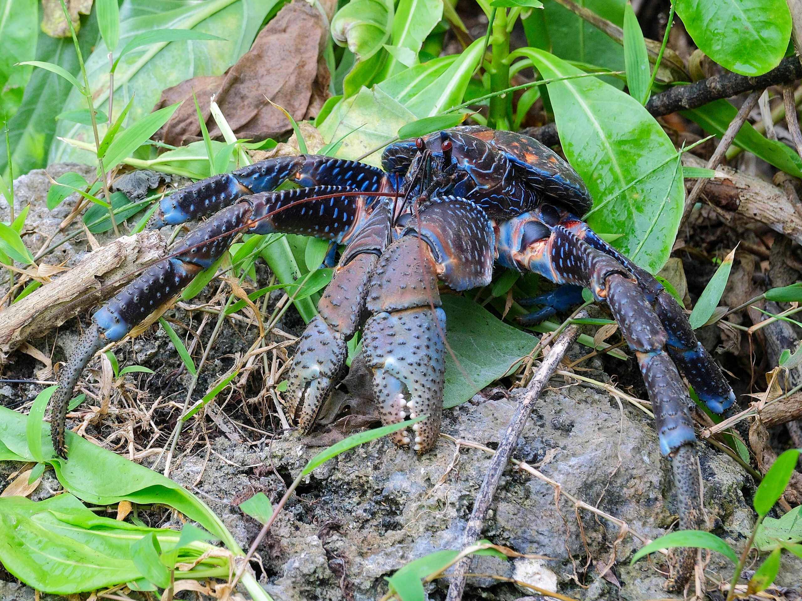 Blue coconut crab (uga) in Niue