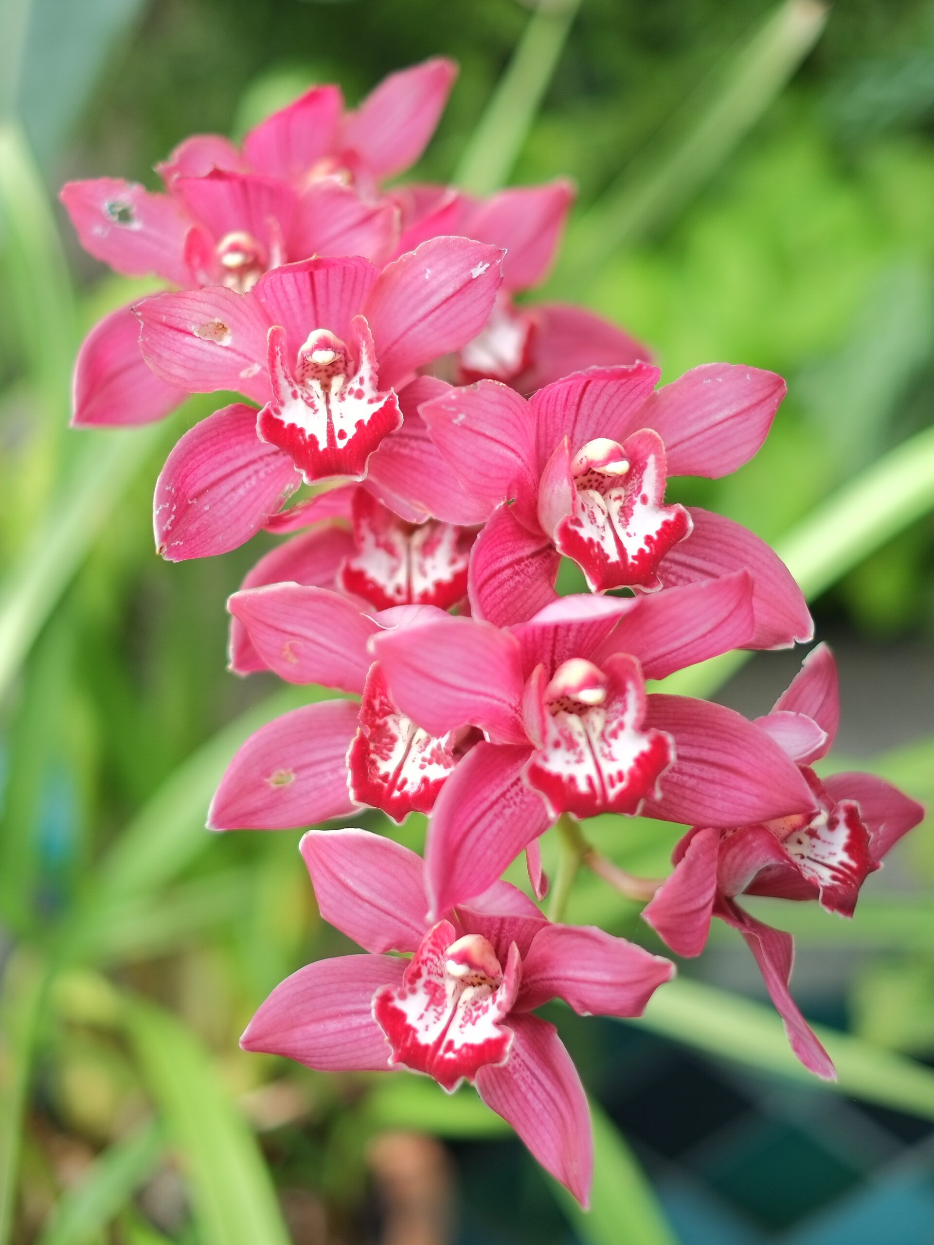 Boat orchid (Cymbidium tapestry 'Red Glory') flowers