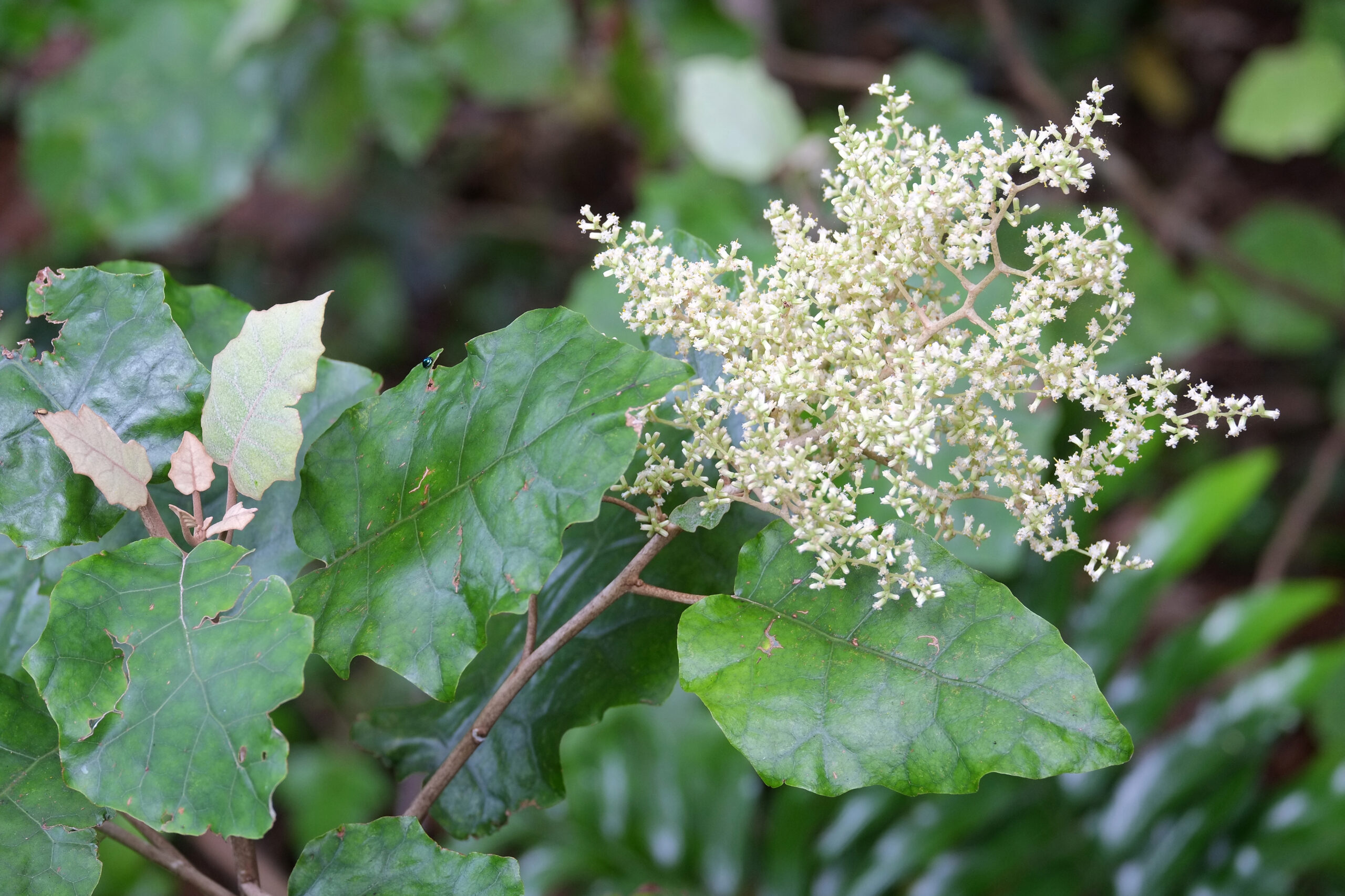 Brachyglottis repanda (Rangiora) inflorescence and leaves
