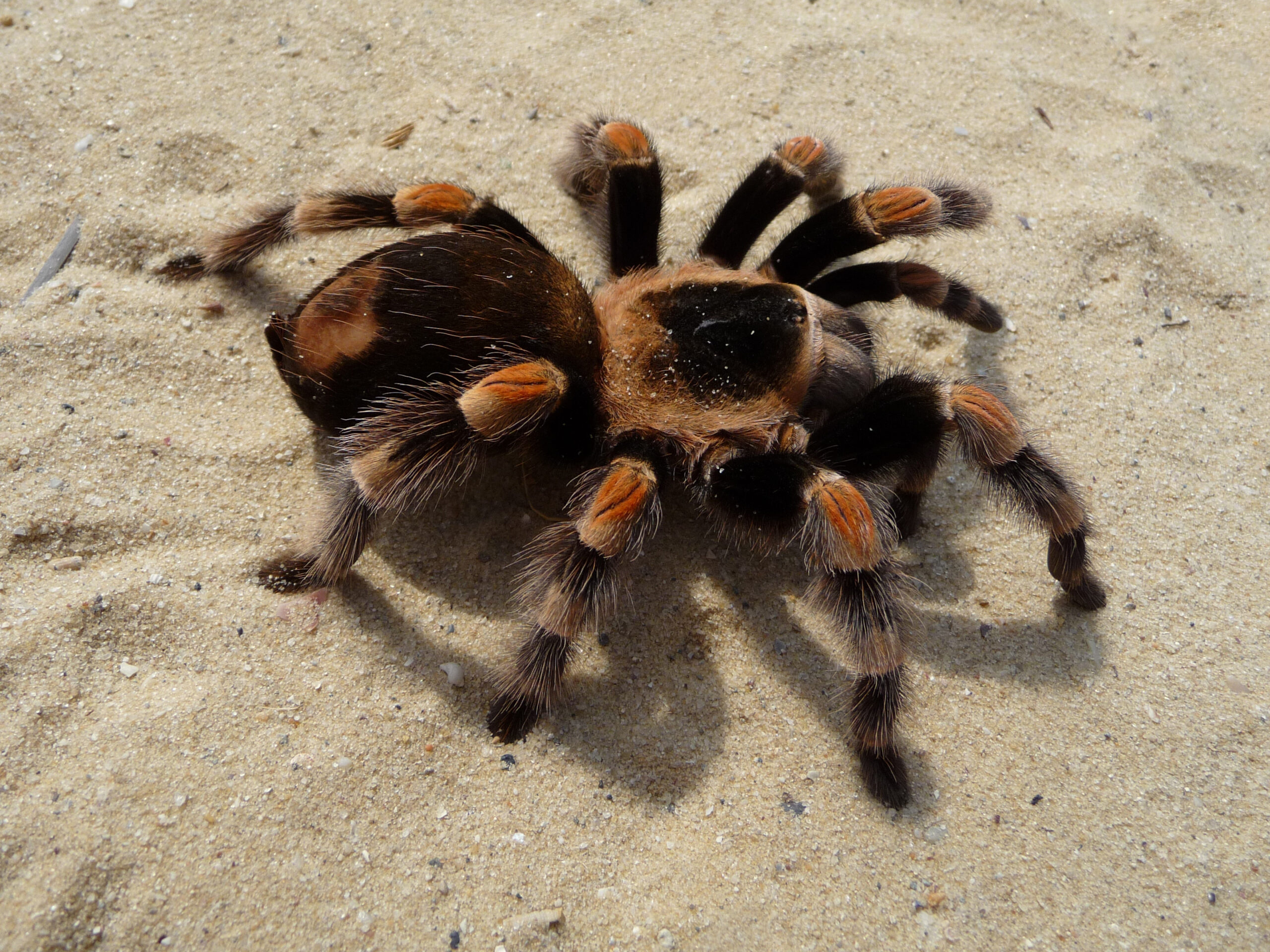 Brachypelma smithi 2009 G03
