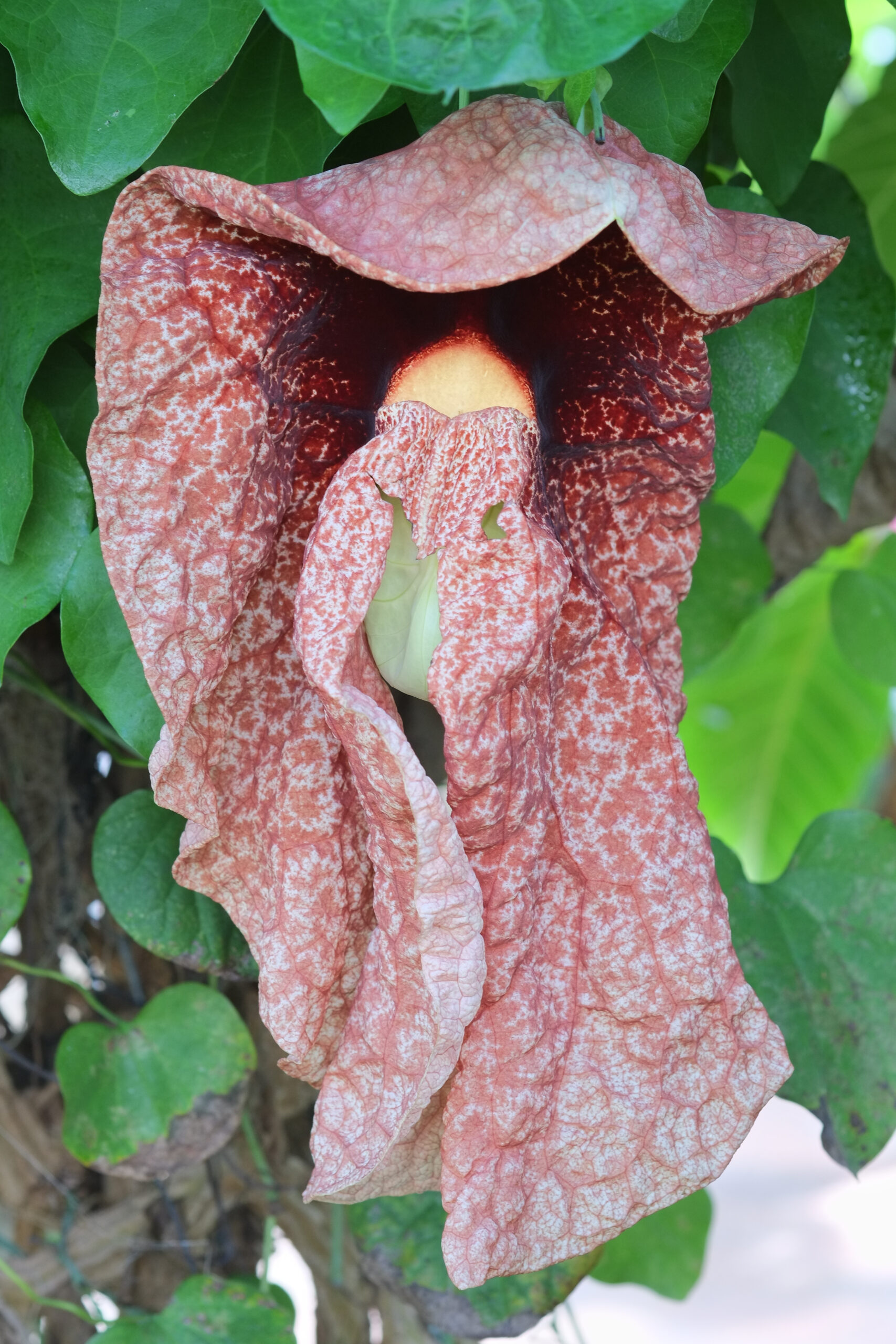 Brazilian Dutchman's pipe (Aristolochia gigantea) flower