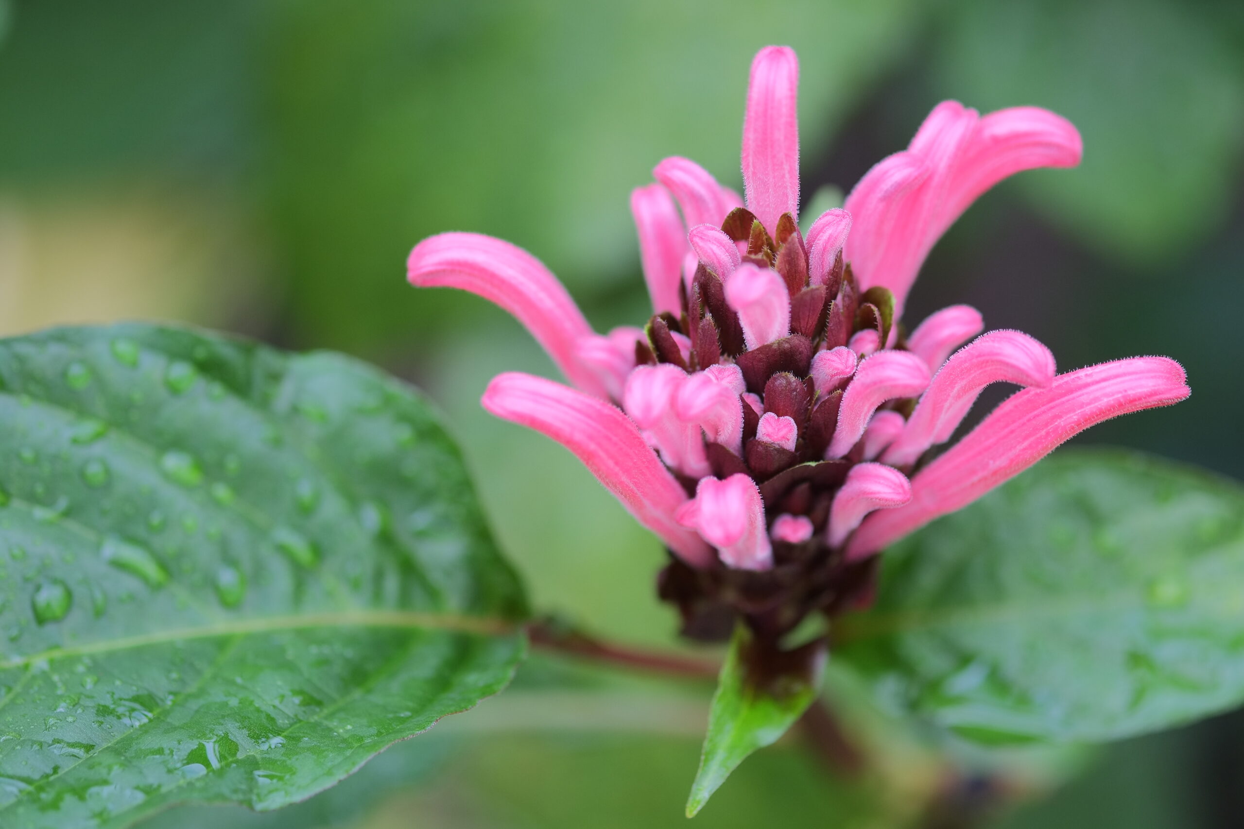 Brazilian plume flower (Justicia carnea) buds and leaves