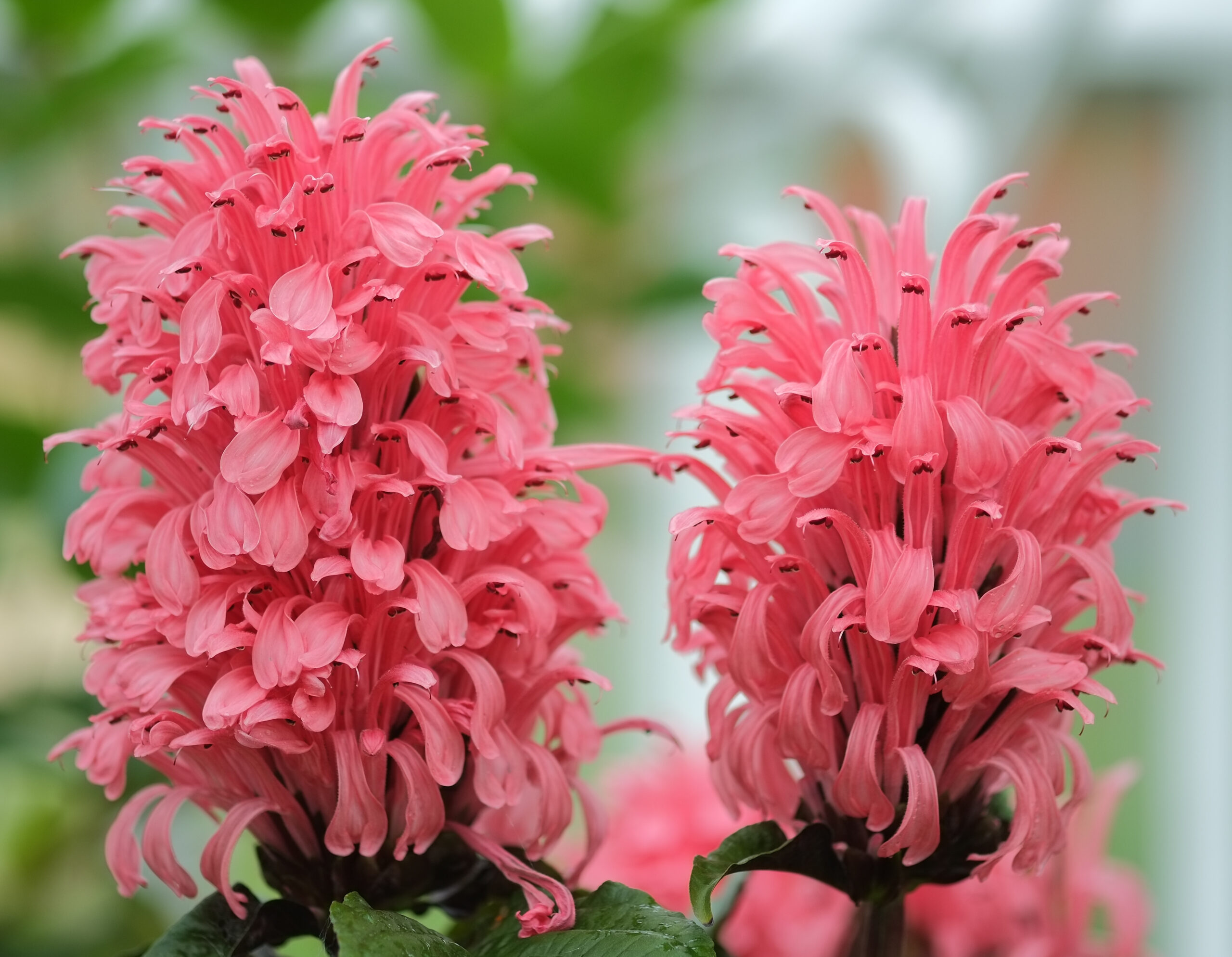 Brazilian plume flowers (Justicia carnea)