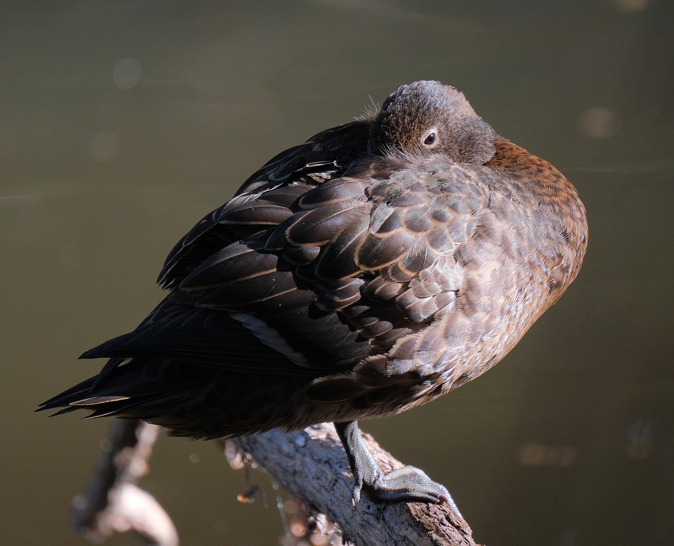 Brown teal standing on branch with bill tucked into back (Tawharanui Open Sanctuary)