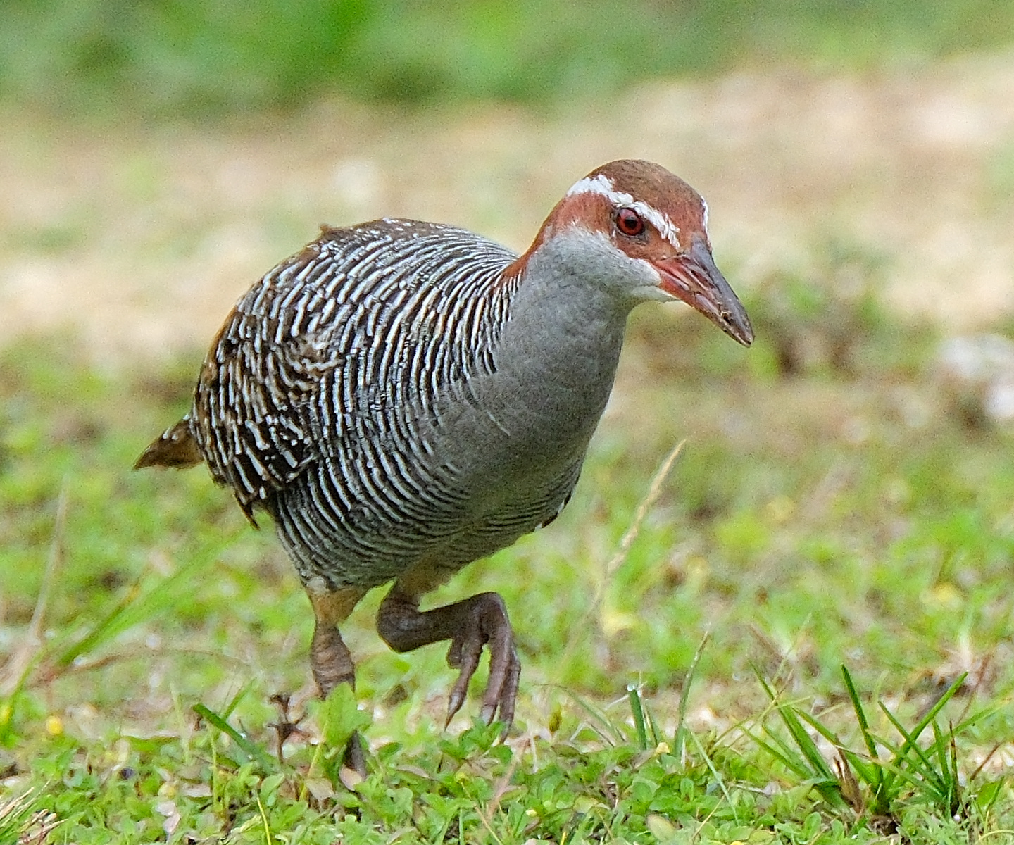 Buff-banded rail walking on grass (Niue)