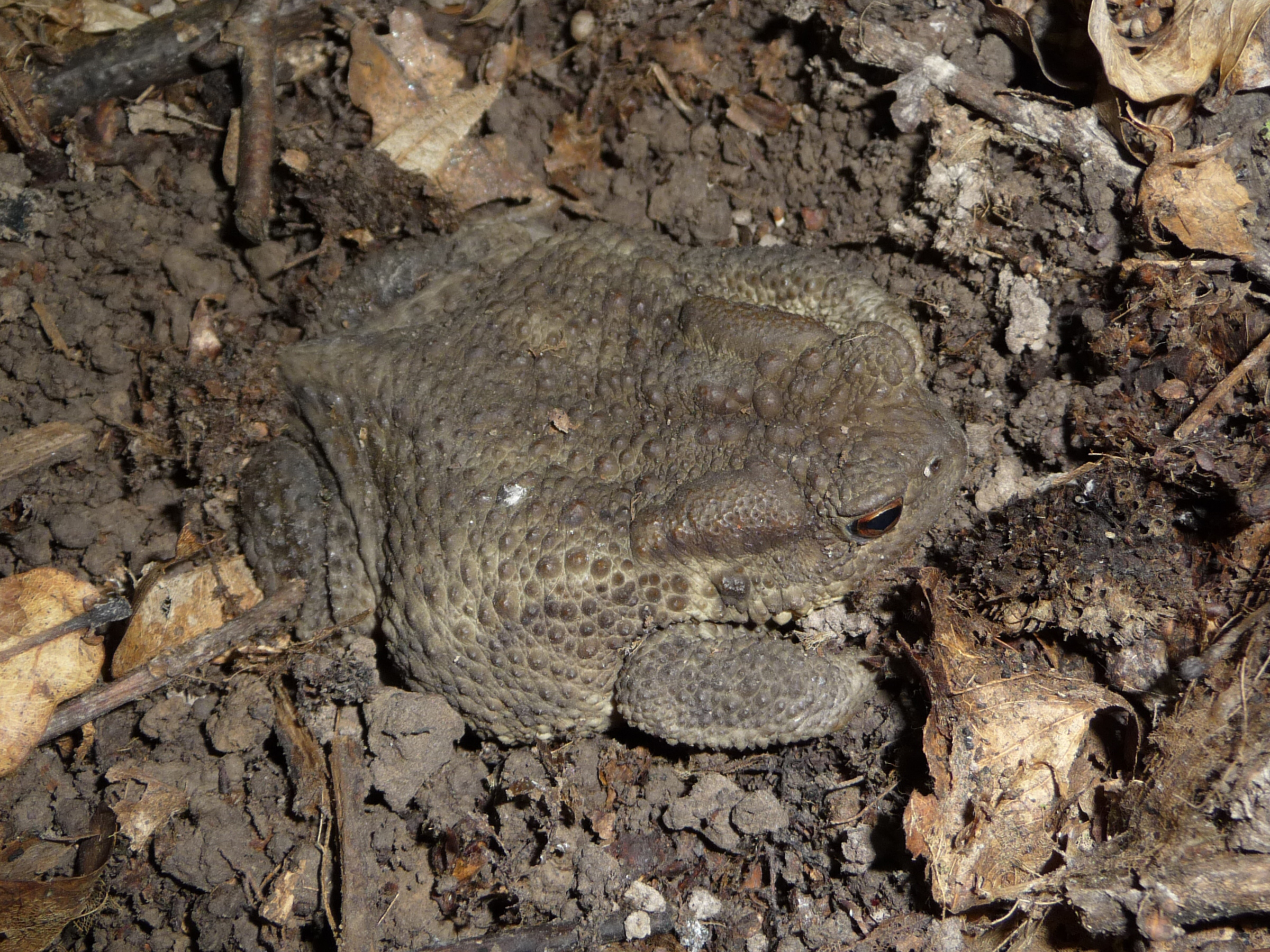 Bufo bufo 2009 G3