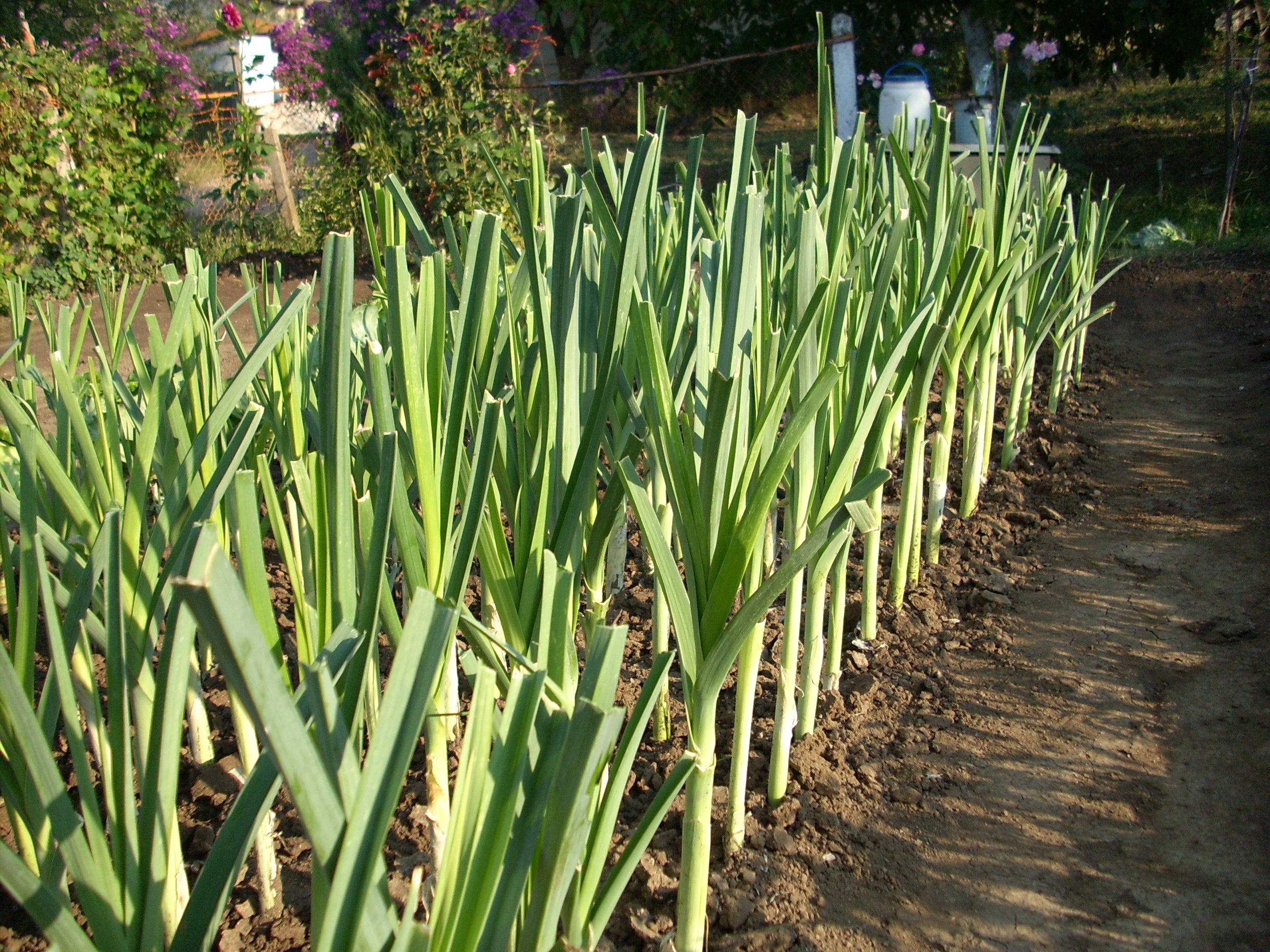 Bulgarian leeks