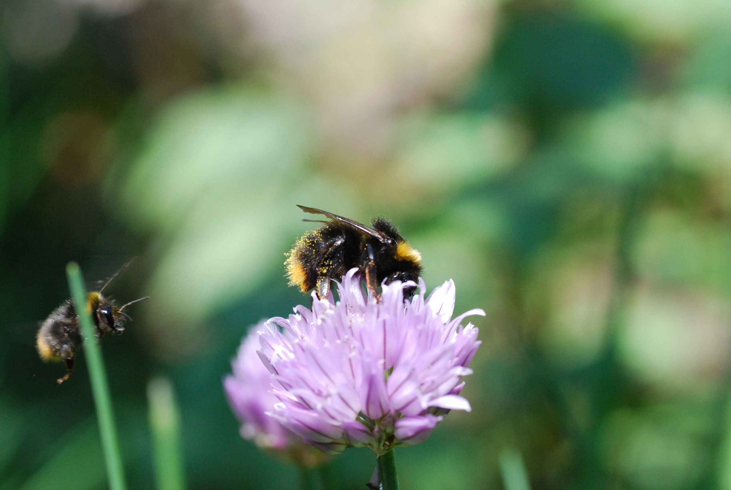 Bumblebee 3