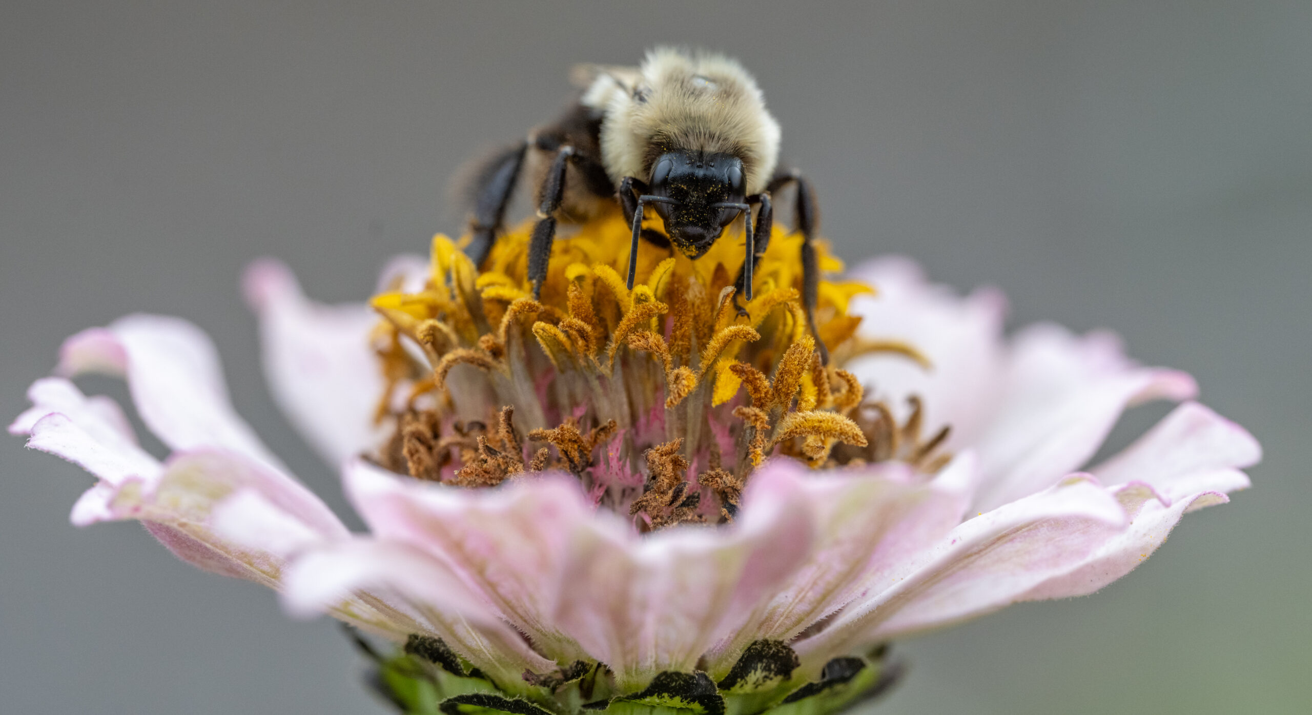 Bumblebee on a zinnia, Quebec City