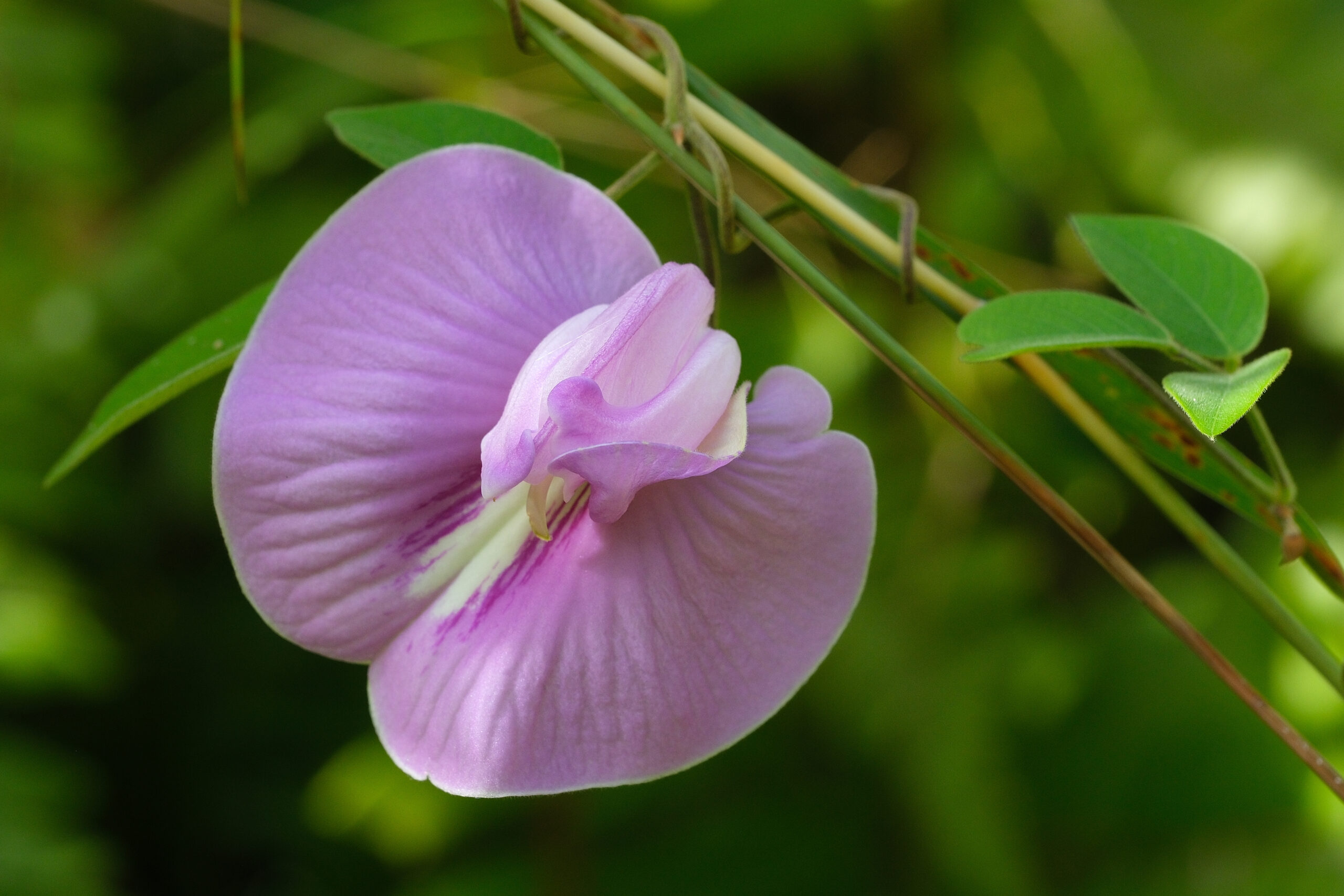 Butterfly pea (Centrosema pubescens) flower (Niue)