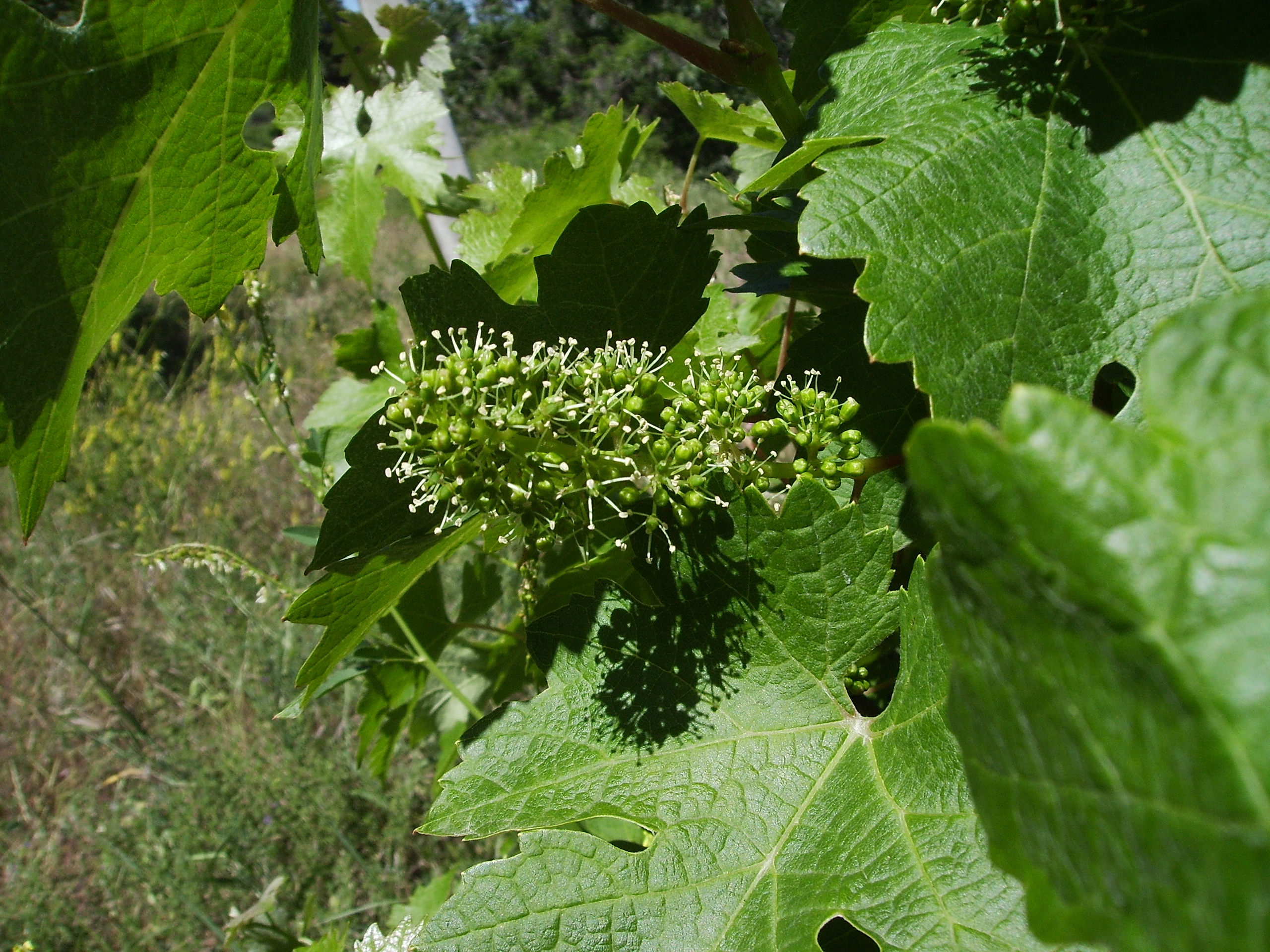 Cabernet sauvignon flowering plant Flor vinya experiment 15.06.07