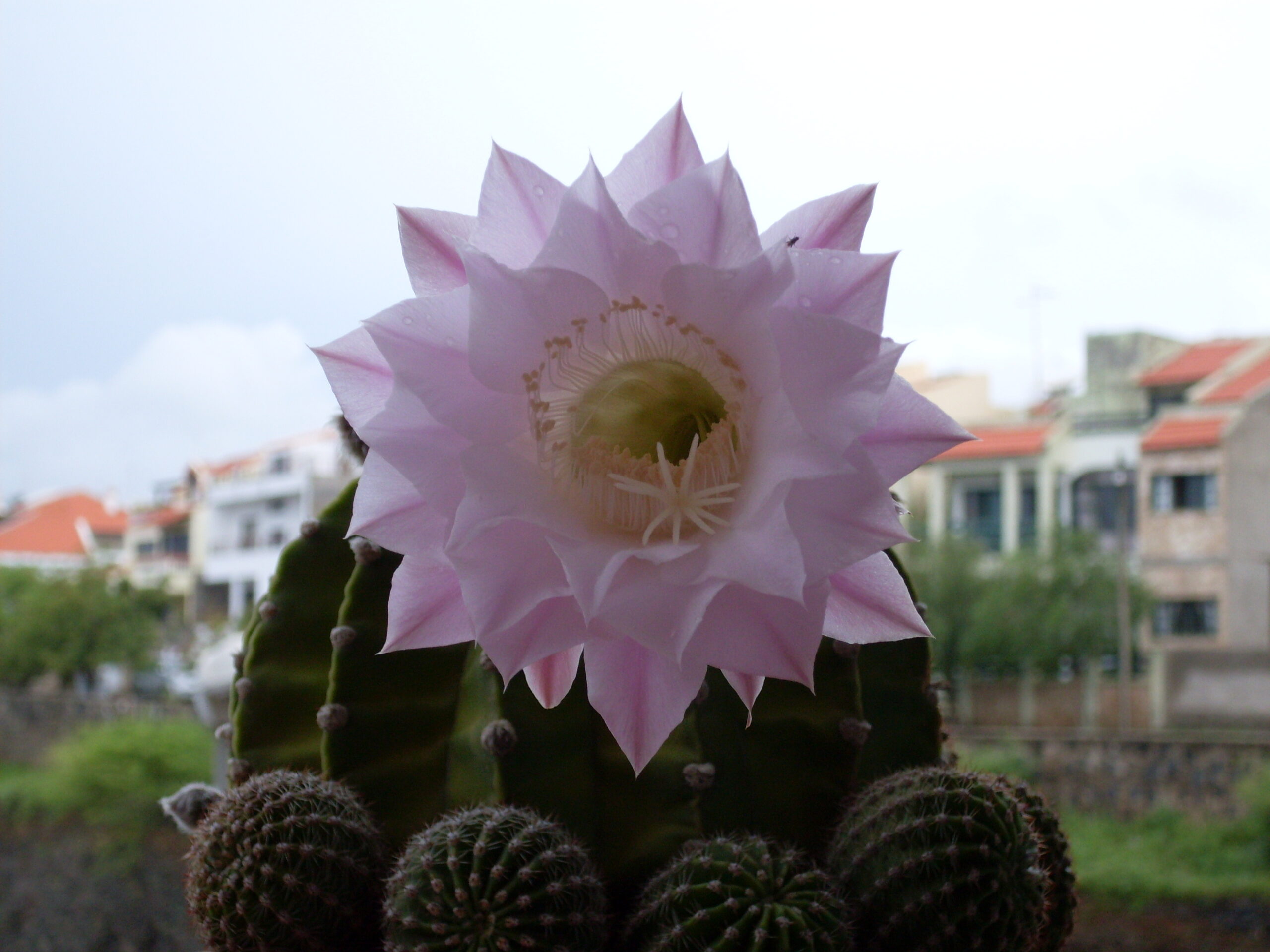 Cactus flower, Praia, Cape Verde