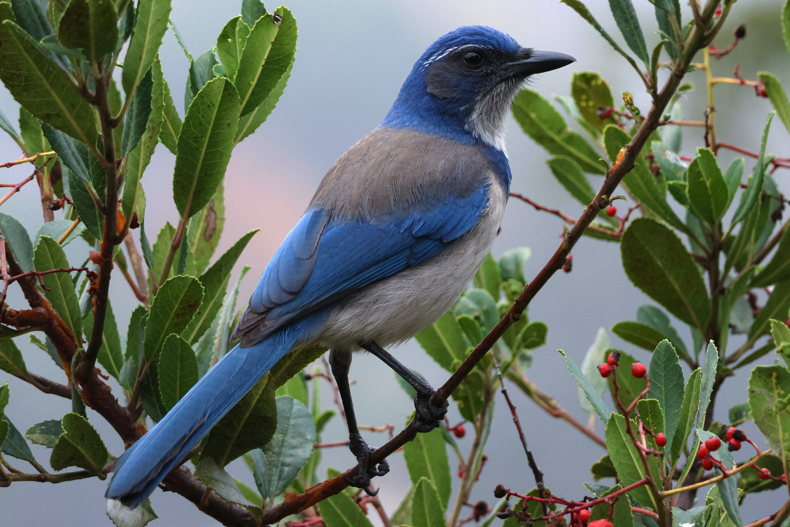 California Scrub-Jay (Aphelocoma Californica) perched in a Toyon shrub