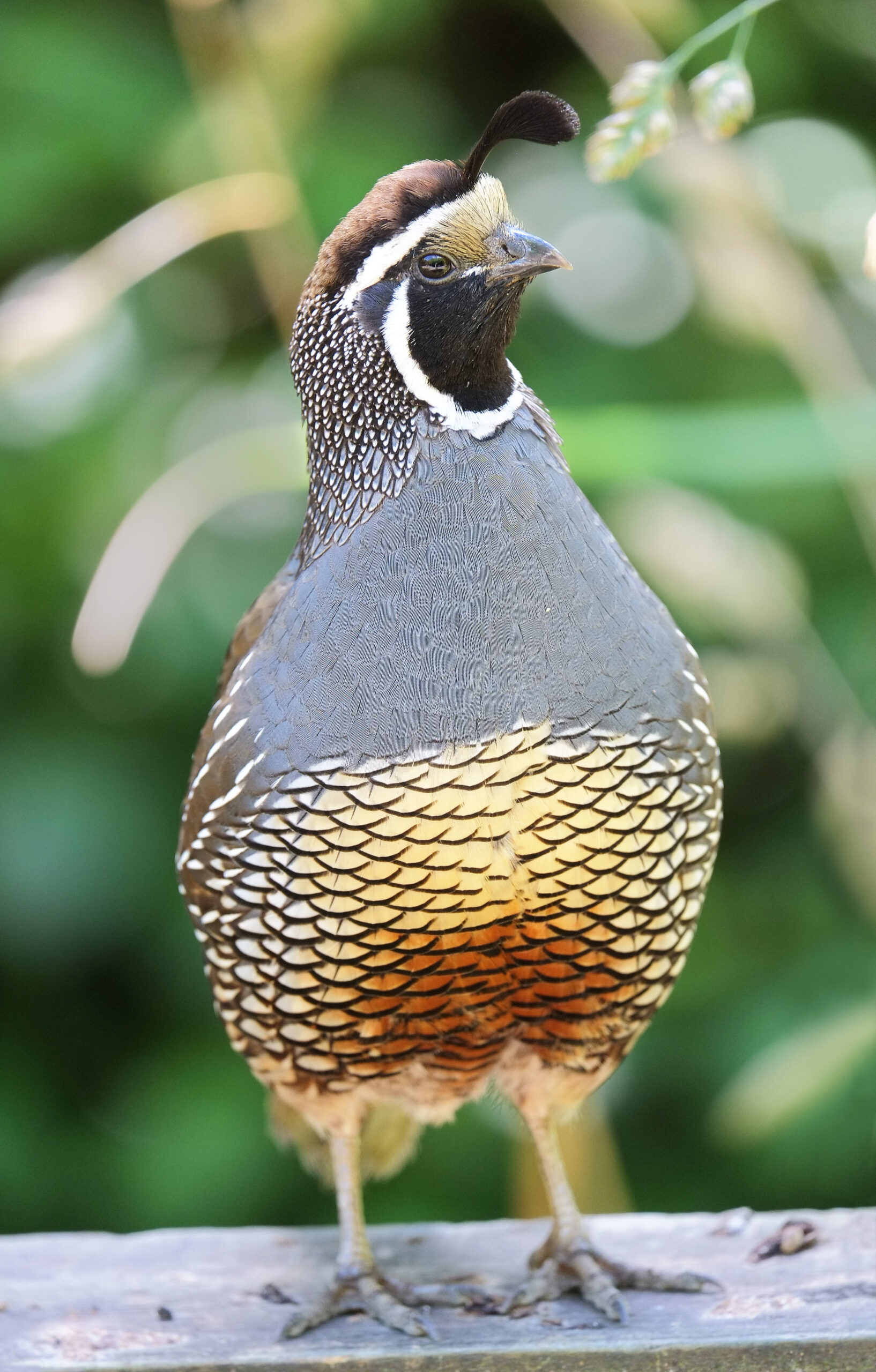 California quail standing on railing